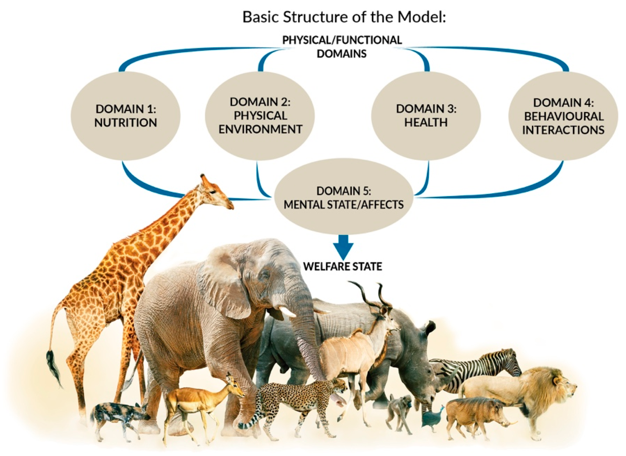 Animals 11 03504 g001