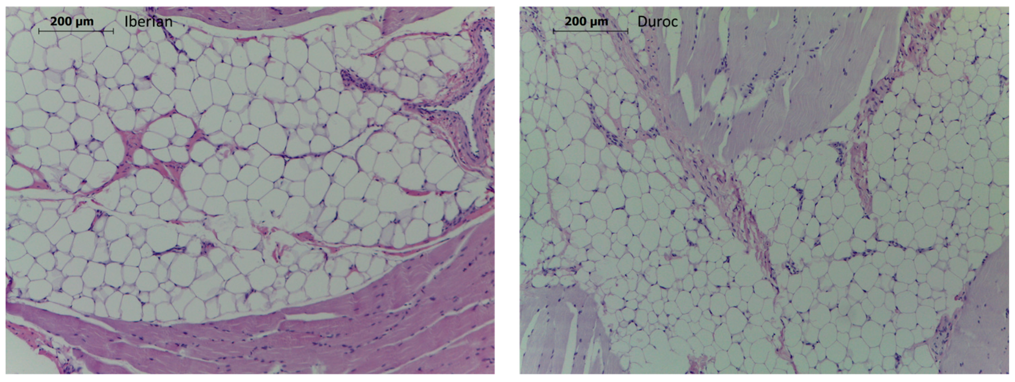 Animals 11 03505 g001