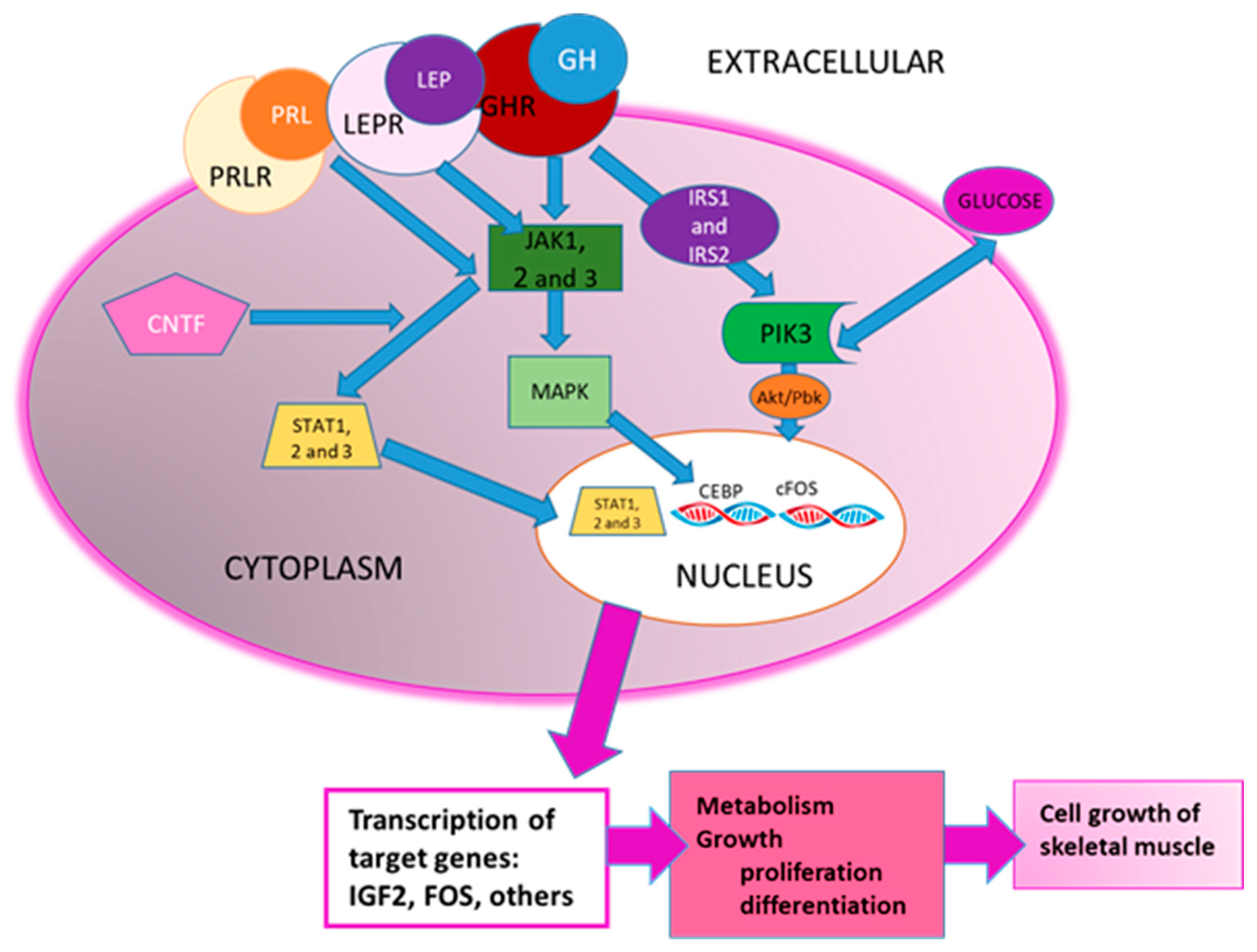 Animals 11 03505 g003