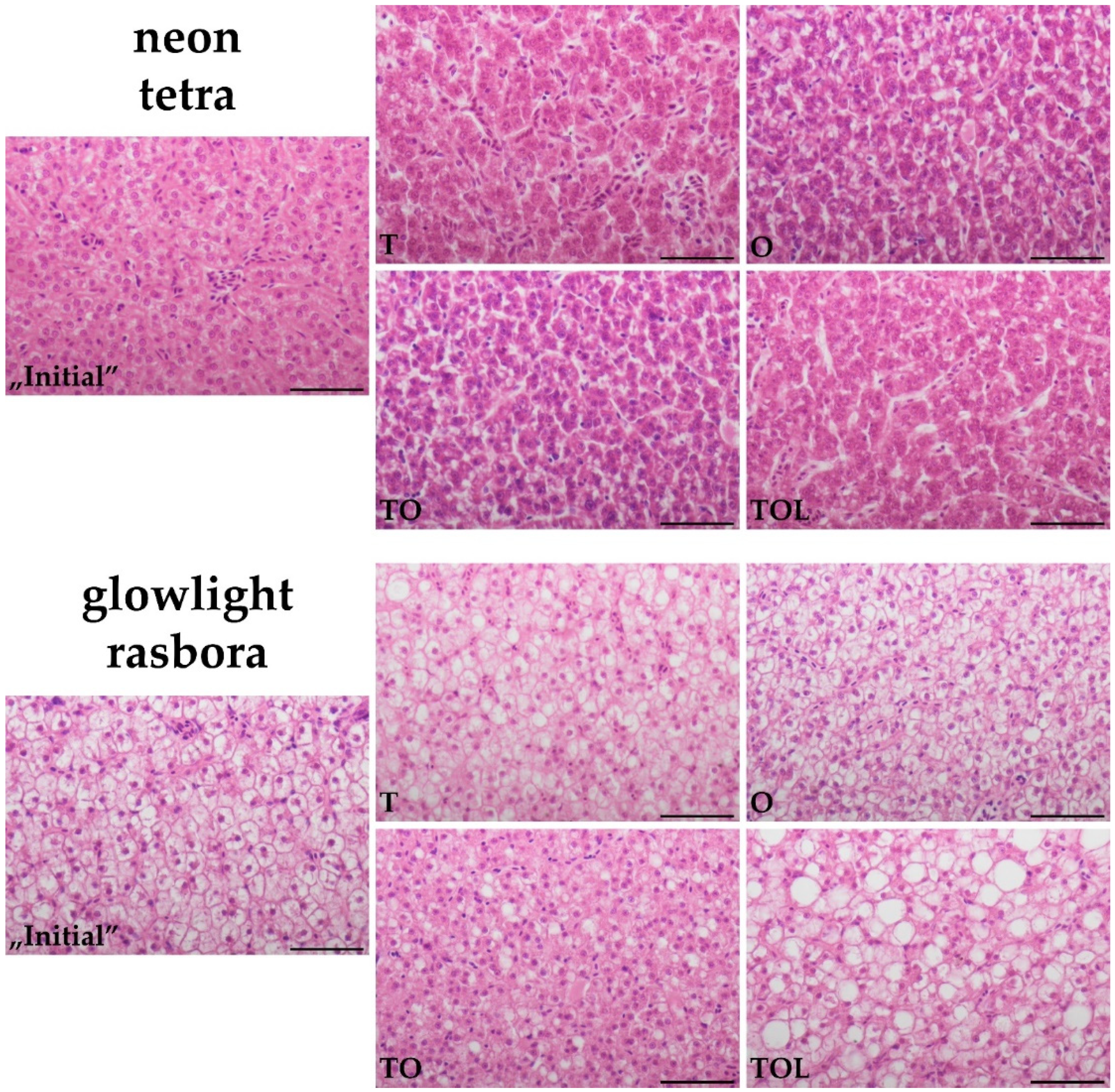 Animals 11 03520 g002