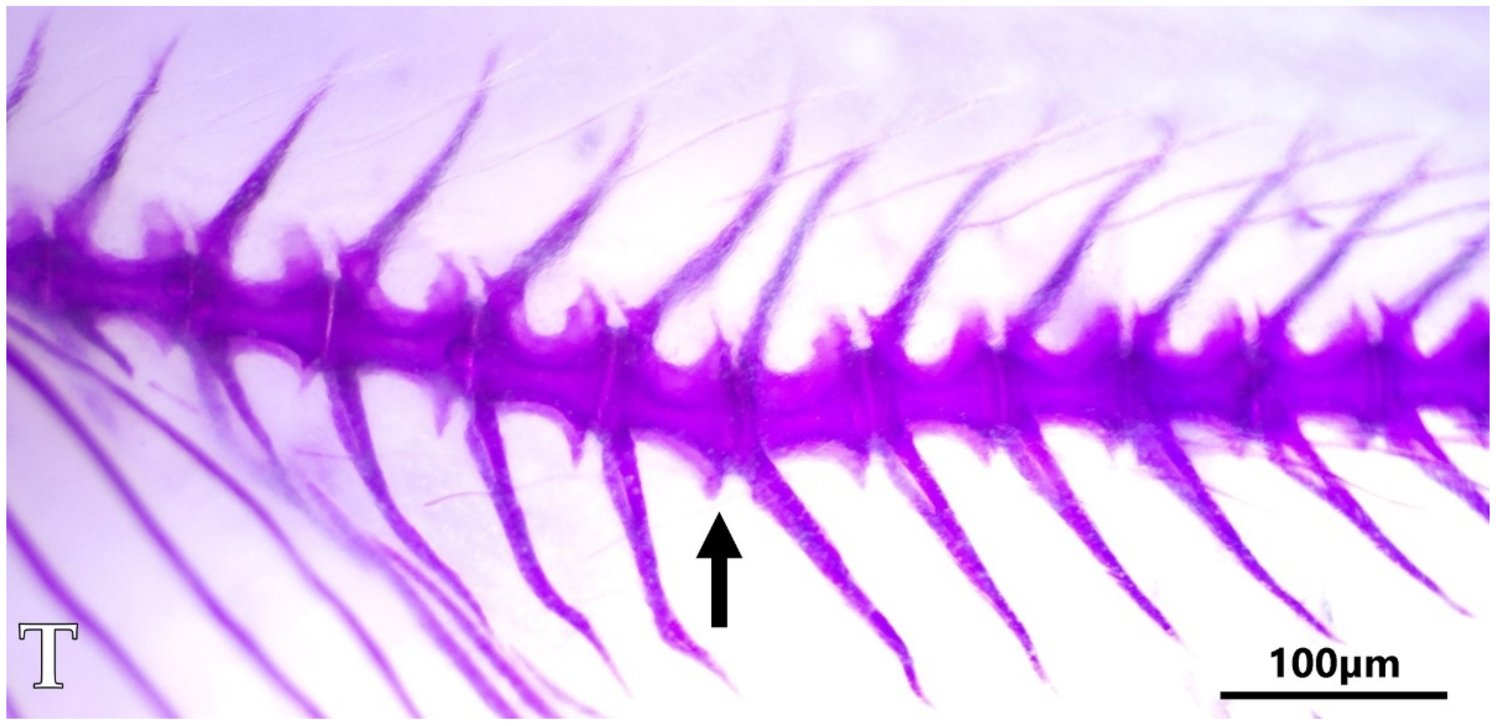 Animals 11 03520 g004