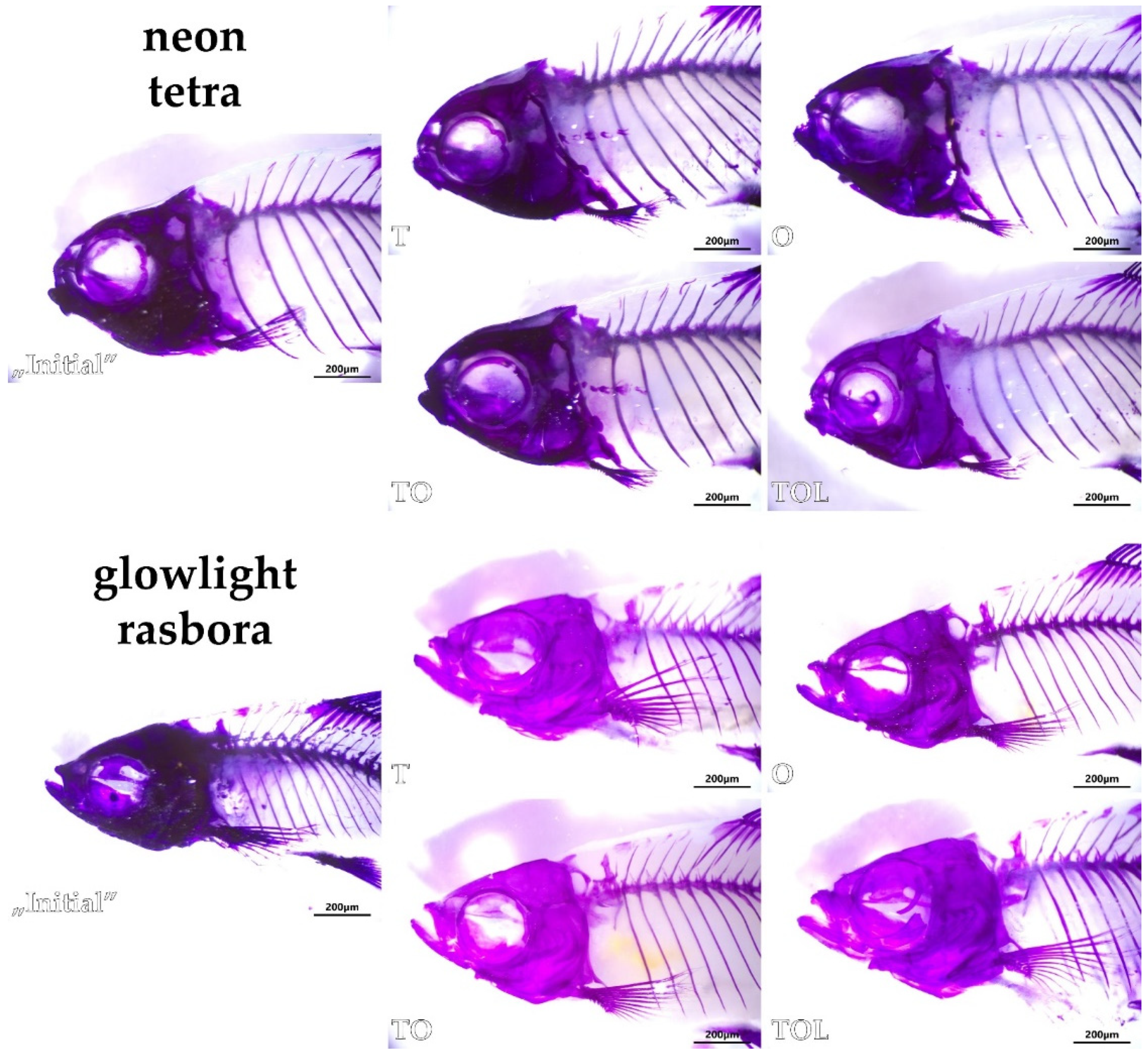 Animals 11 03520 g006