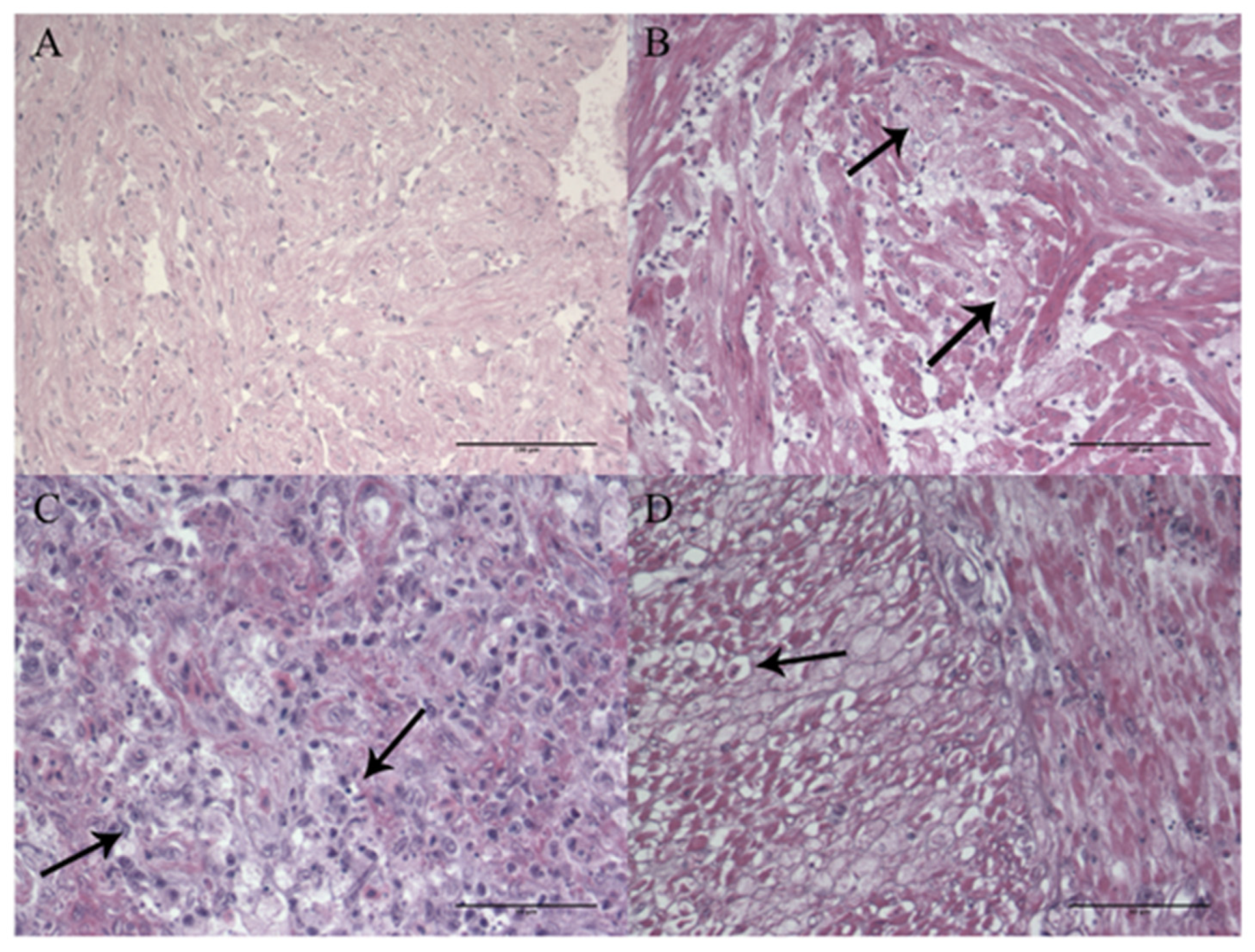 Animals 11 03523 g003