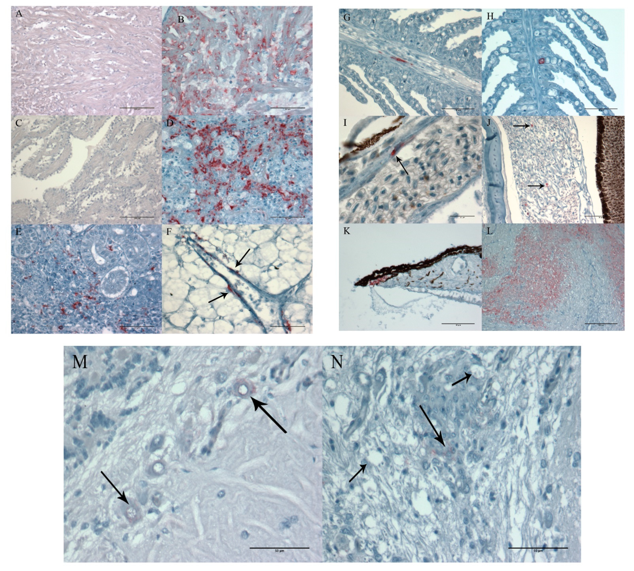 Animals 11 03523 g004