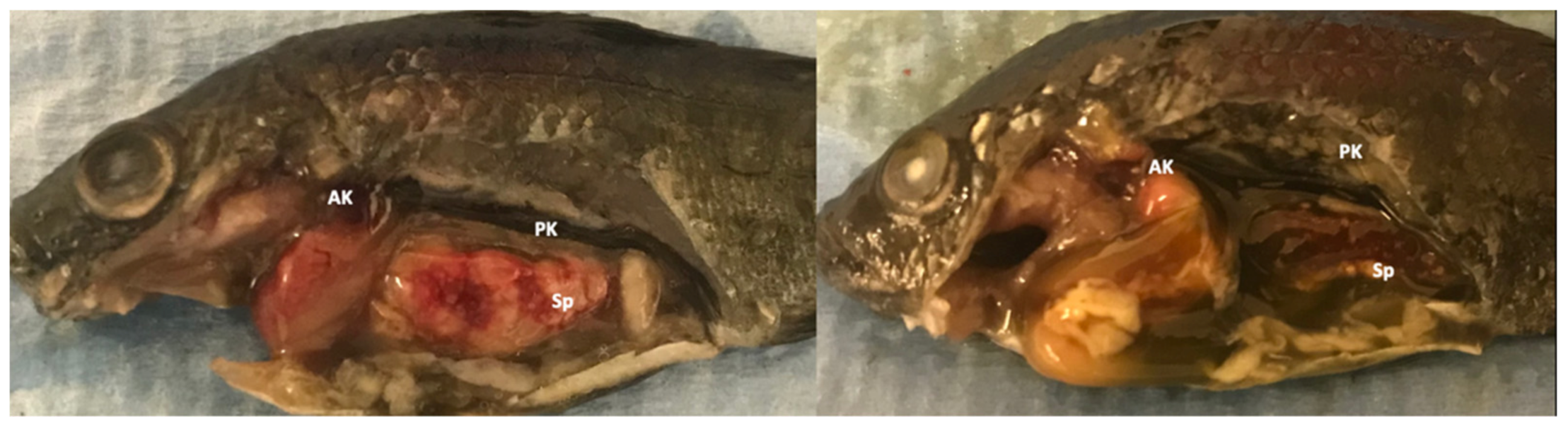 Animals 11 03524 g001