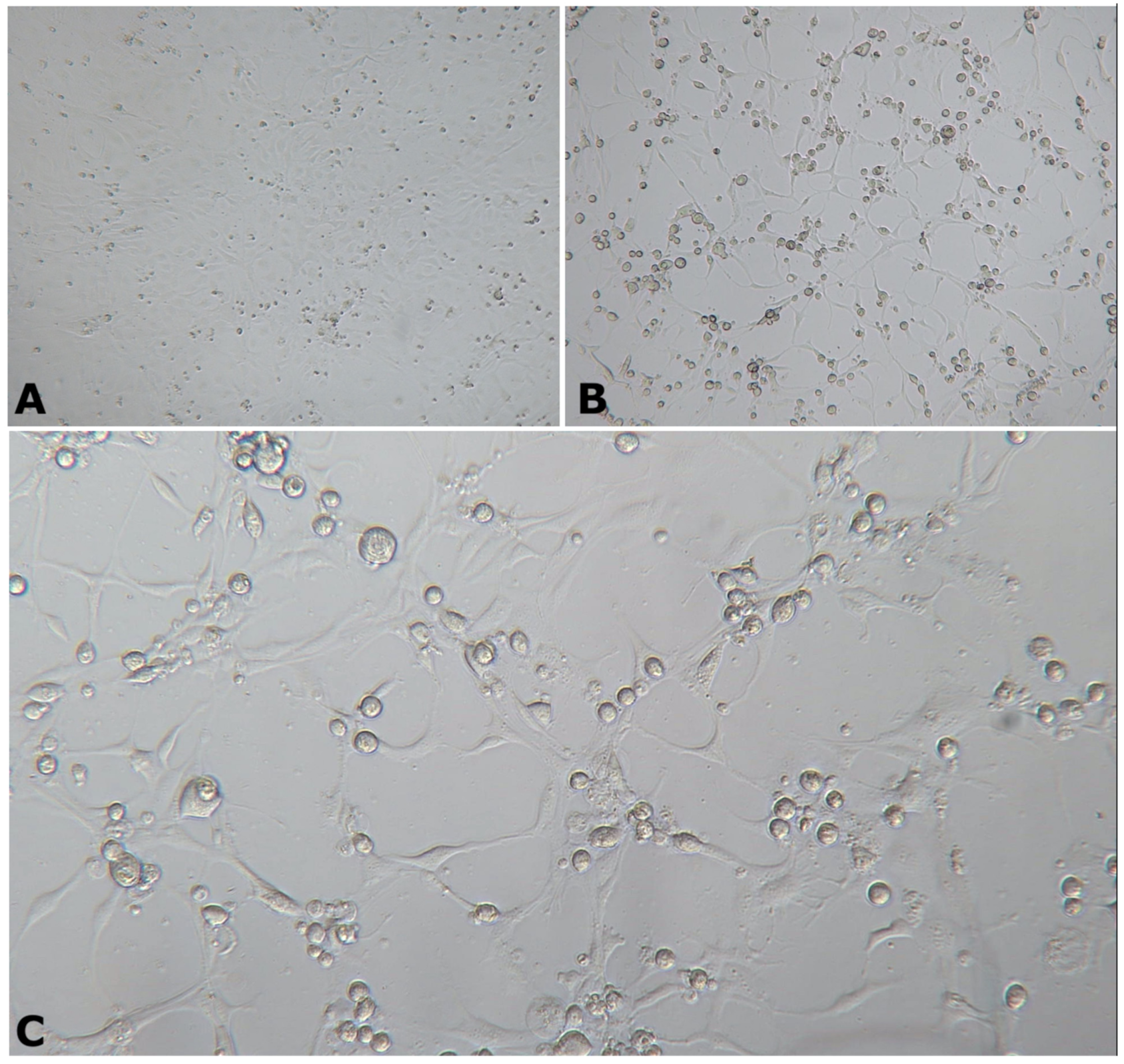 Animals 11 03524 g002