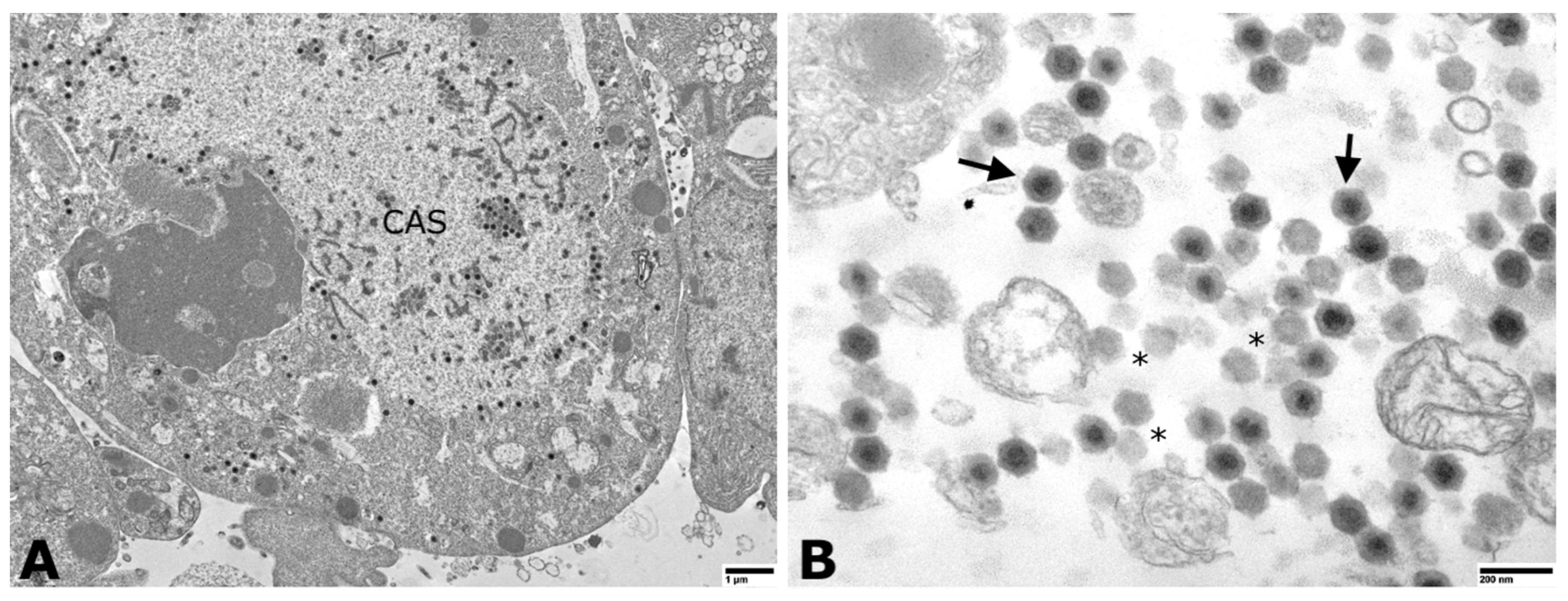 Animals 11 03524 g003