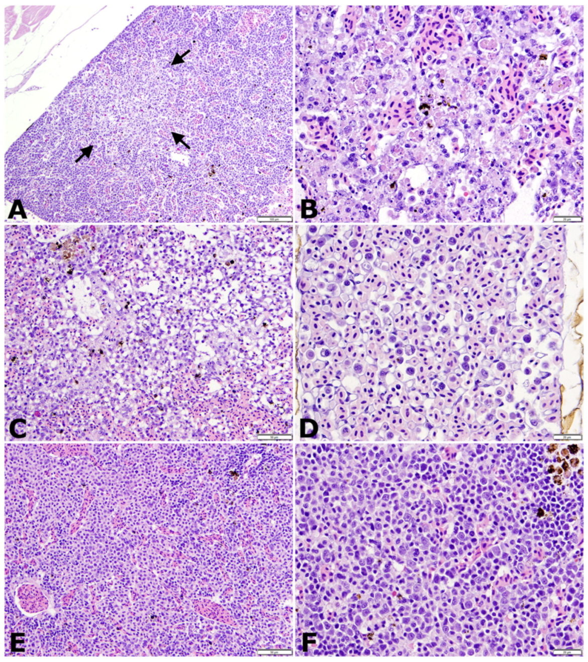 Animals 11 03524 g005