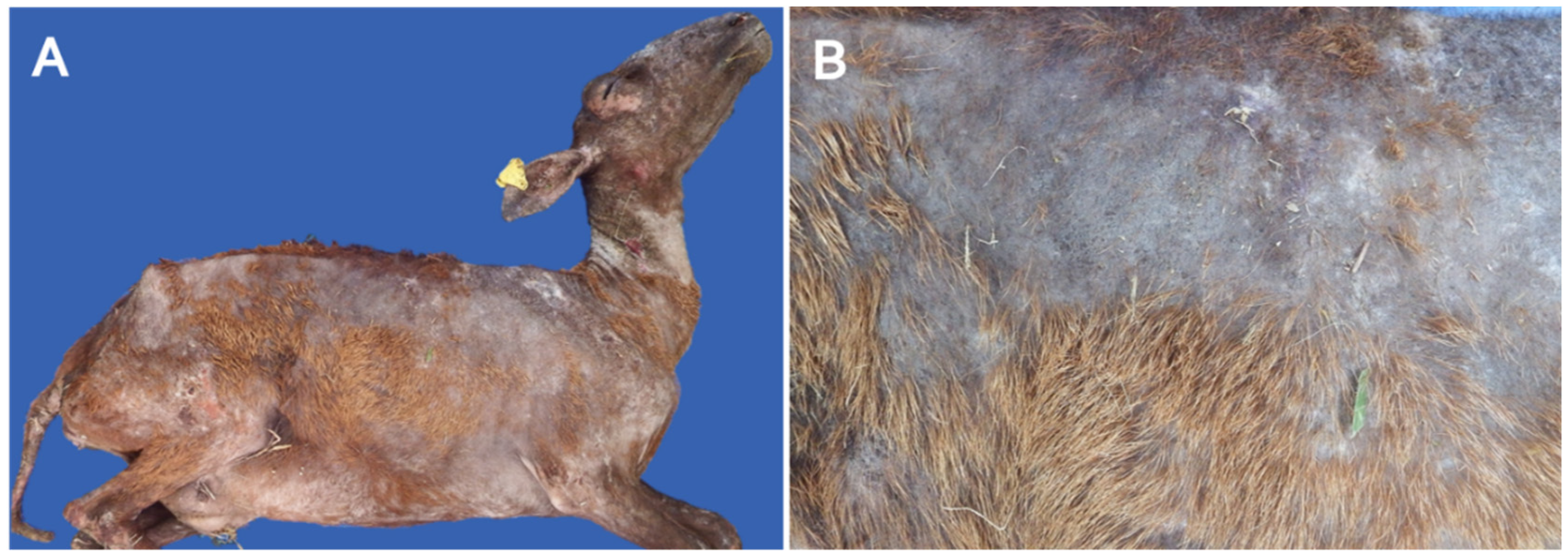 Animals 11 03530 g001 Animals 11 03530 g001