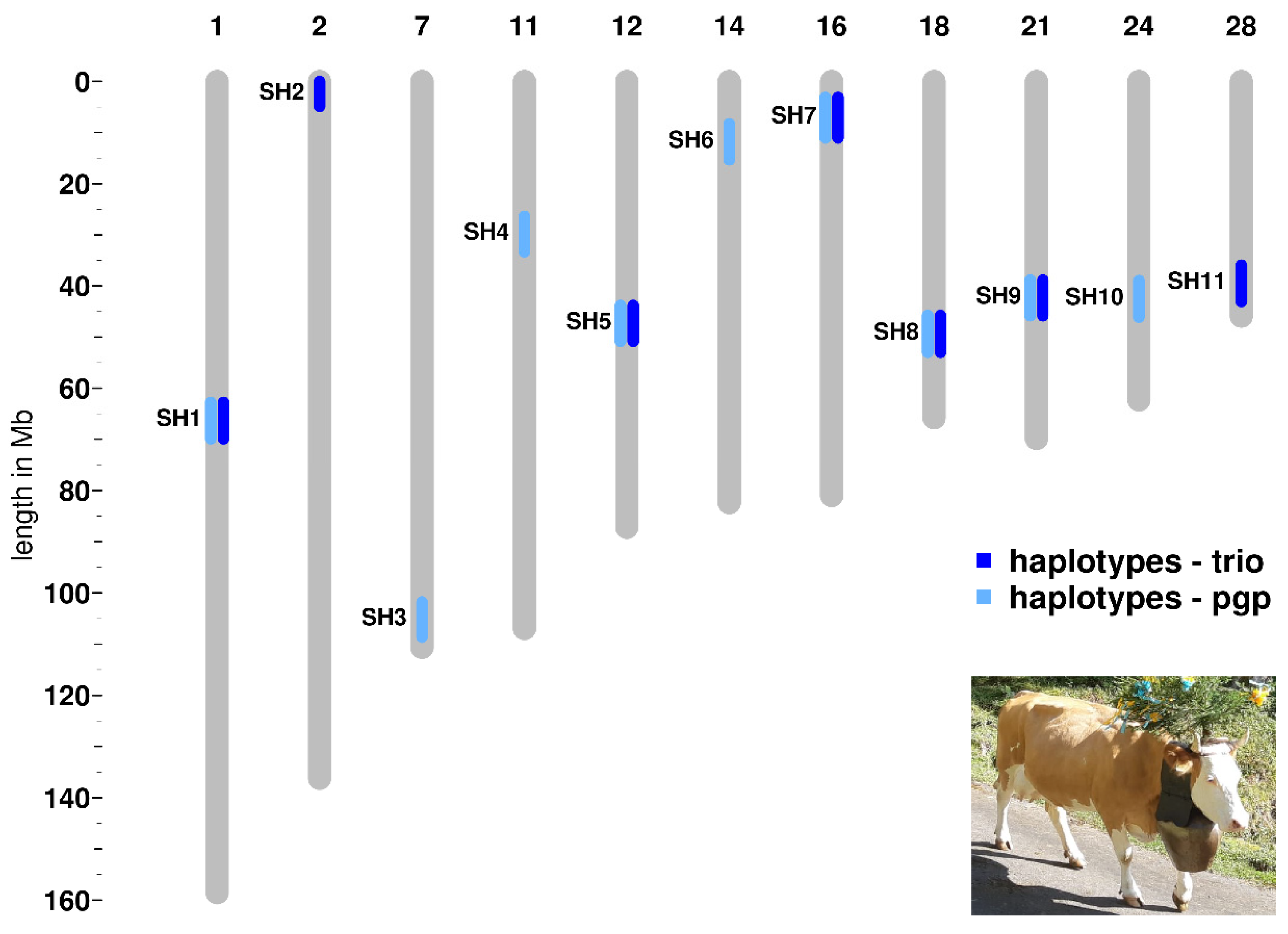 Animals 11 03535 g001