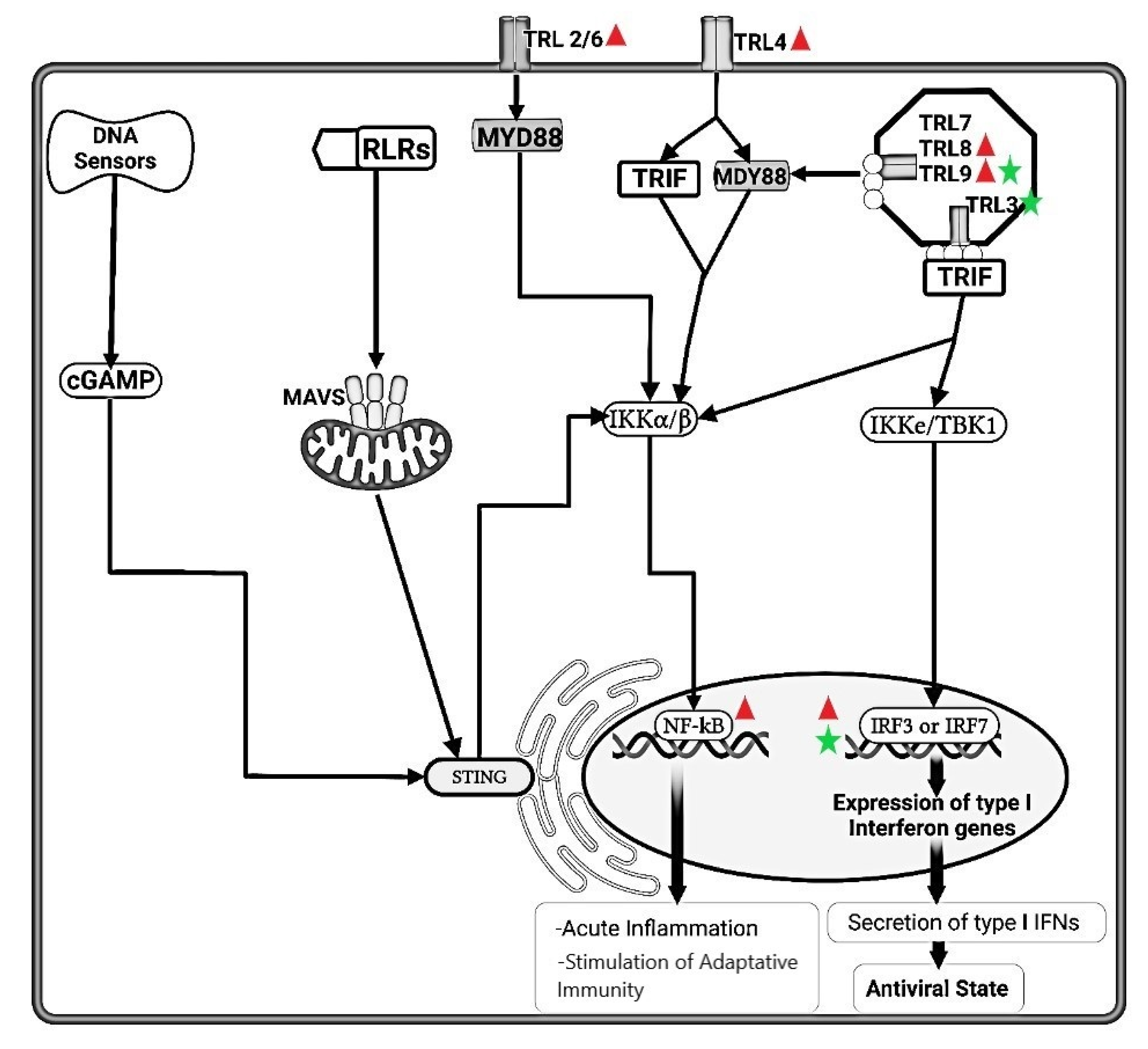 Animals 11 03548 g001