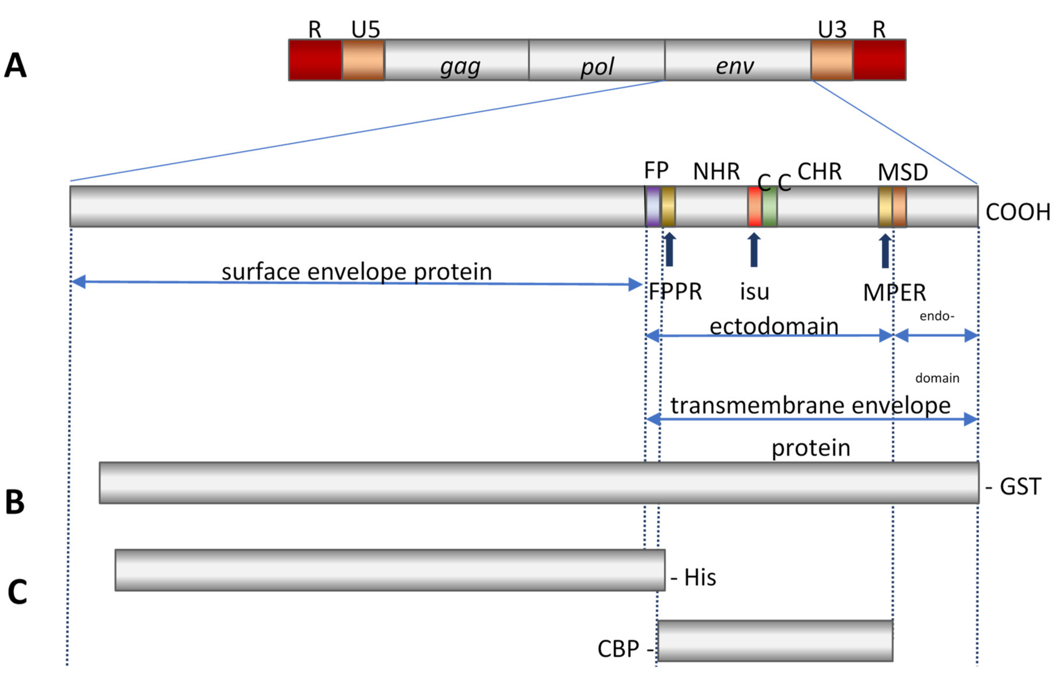 Animals 11 03555 g001