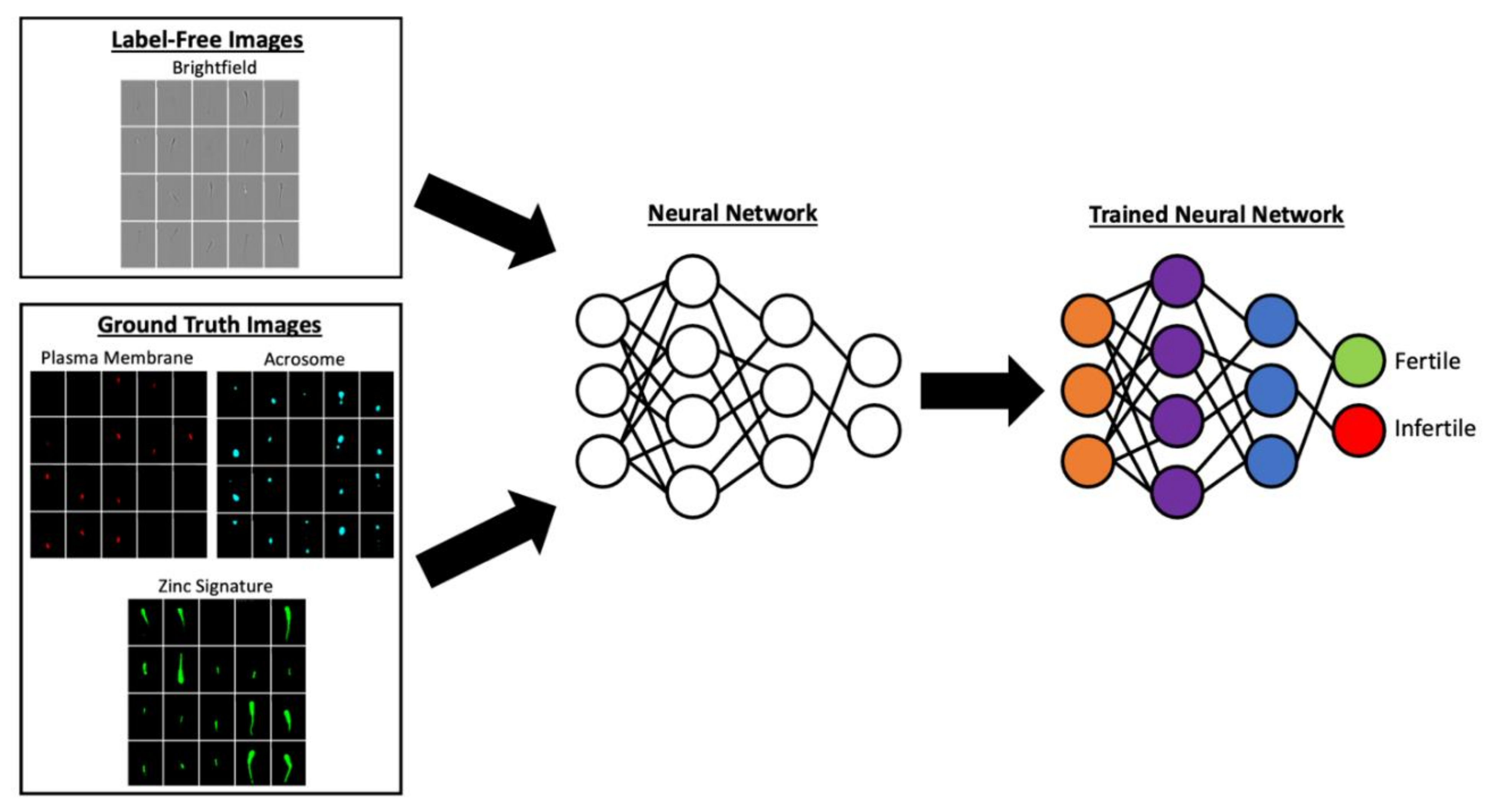 Animals 11 03563 g001