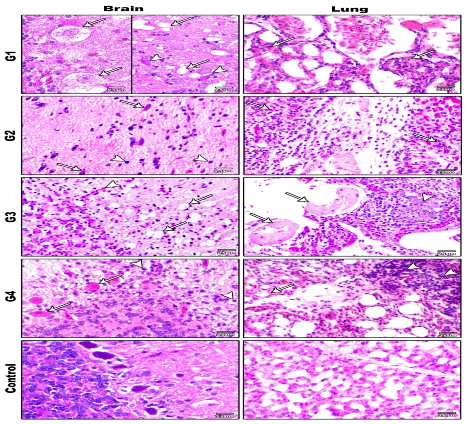 Animals 11 03567 g006
