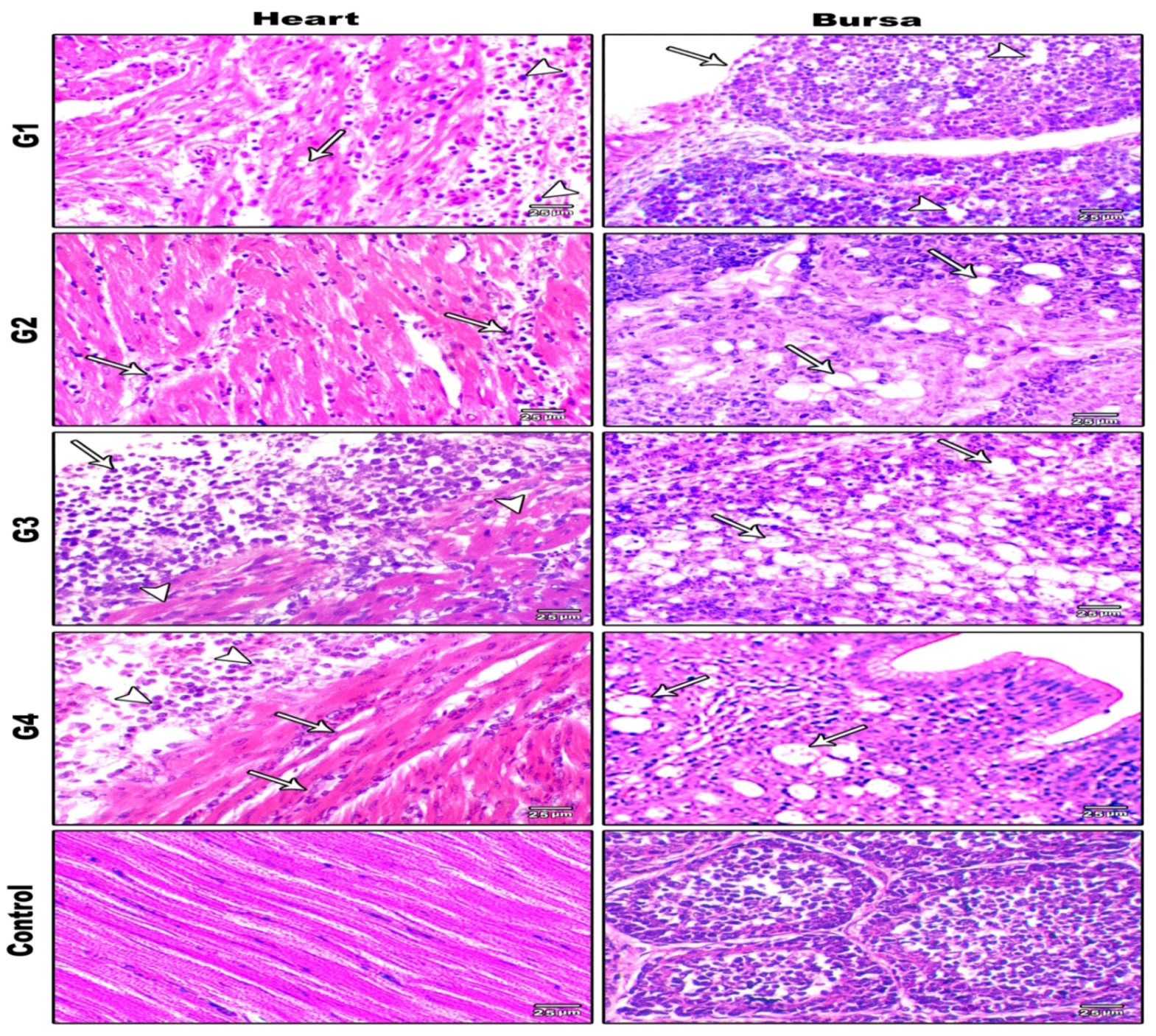 Animals 11 03567 g007