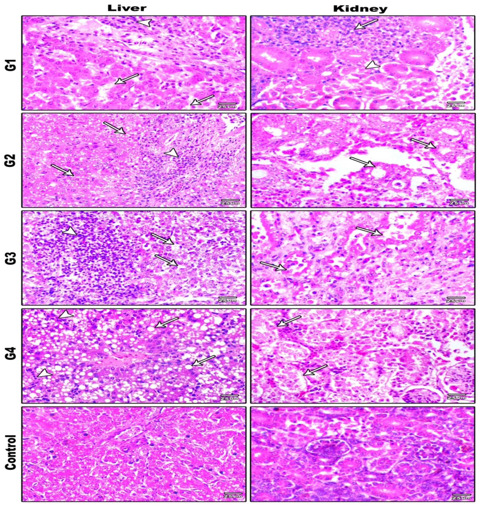 Animals 11 03567 g008