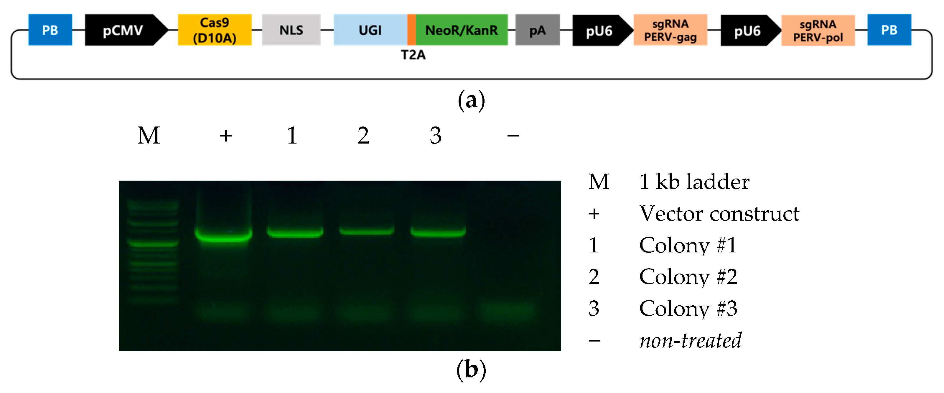 Animals 11 03570 g001