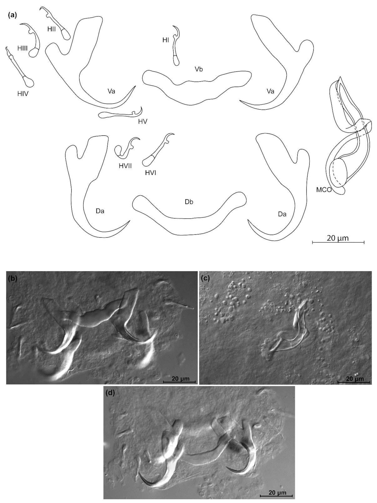 Animals 11 03578 g006