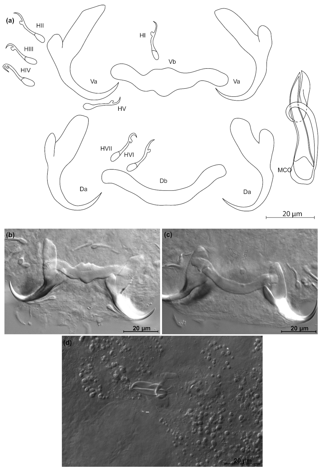 Animals 11 03578 g007