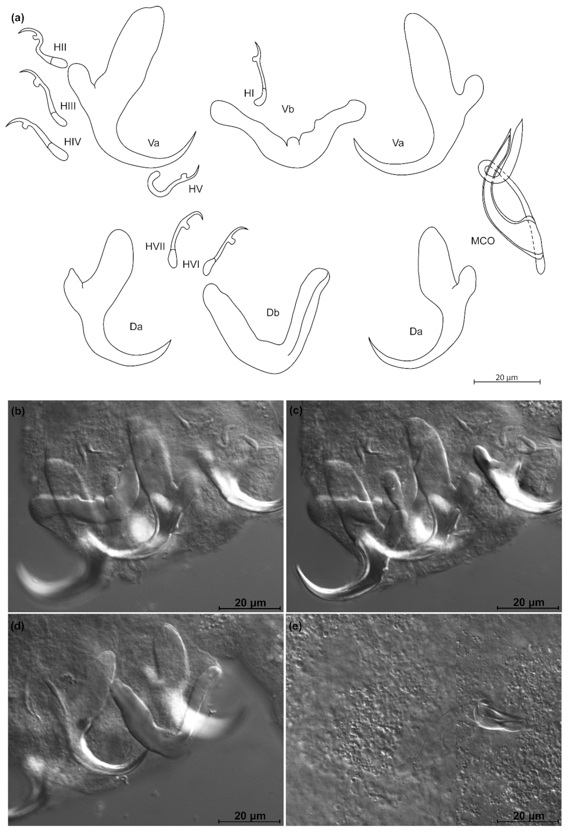 Animals 11 03578 g008