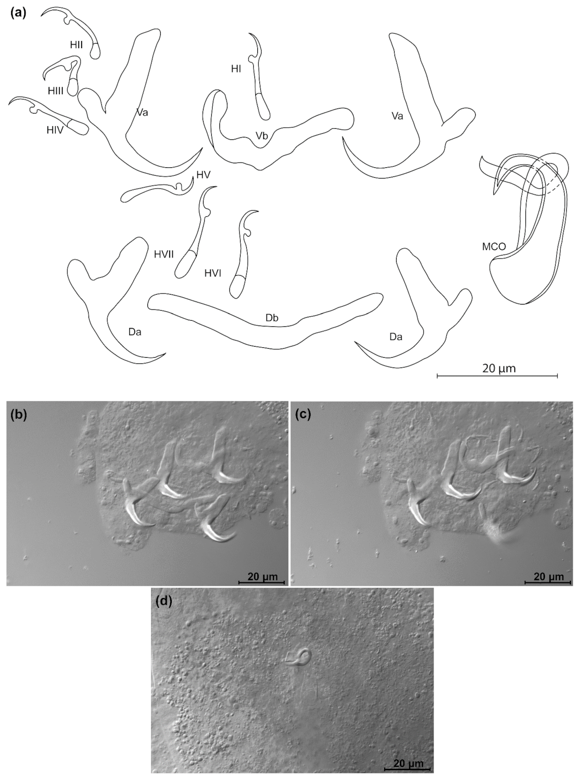 Animals 11 03578 g009