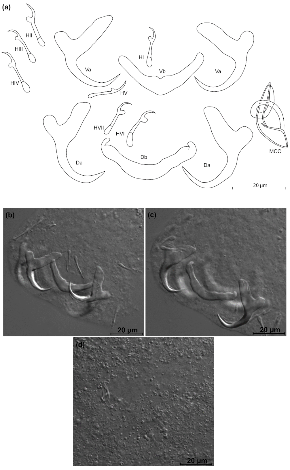 Animals 11 03578 g010
