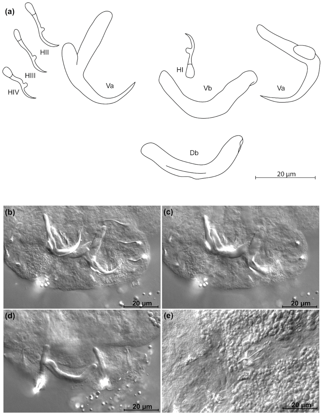 Animals 11 03578 g011