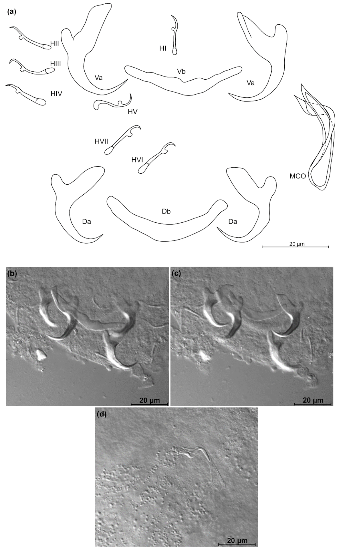 Animals 11 03578 g013