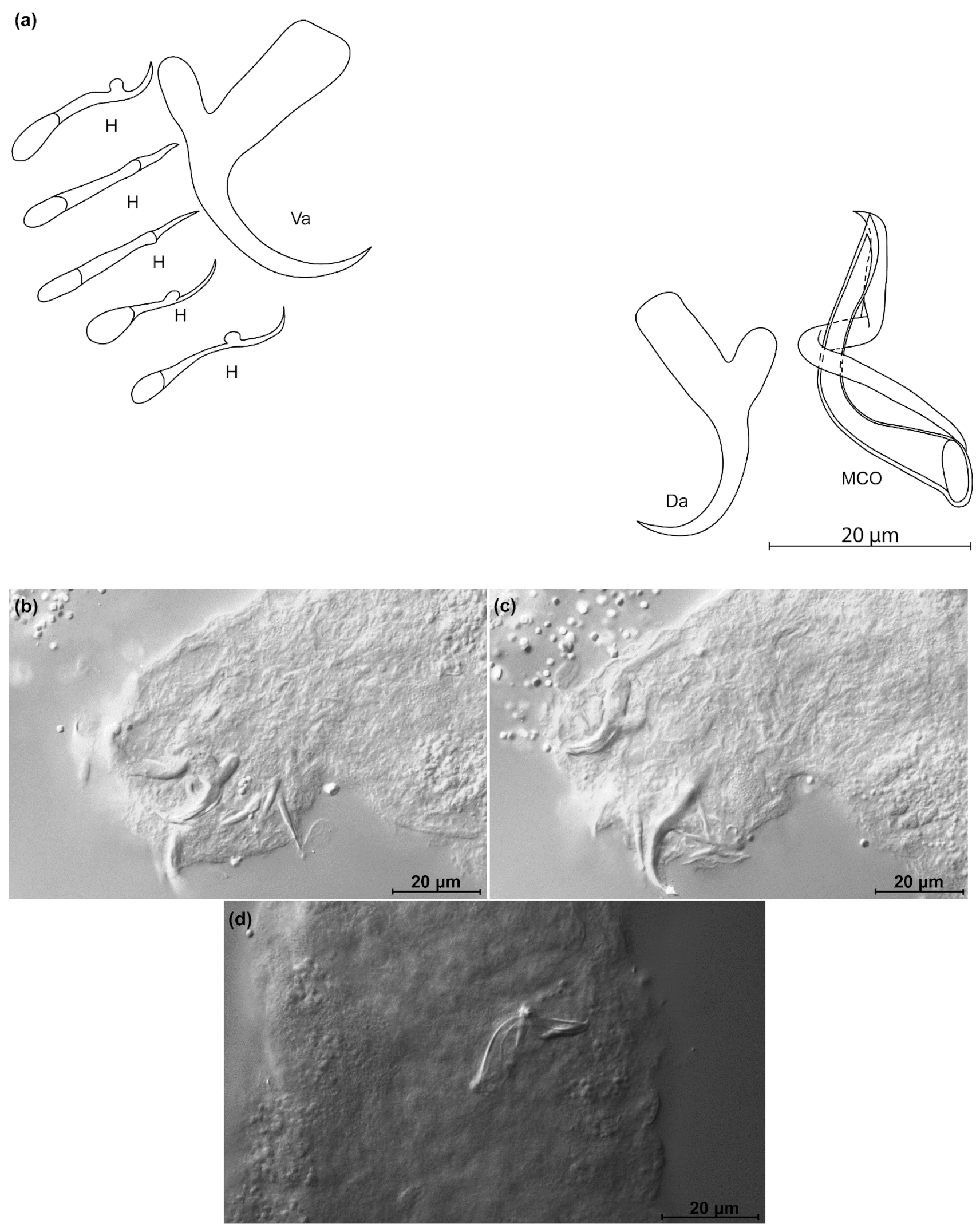 Animals 11 03578 g014