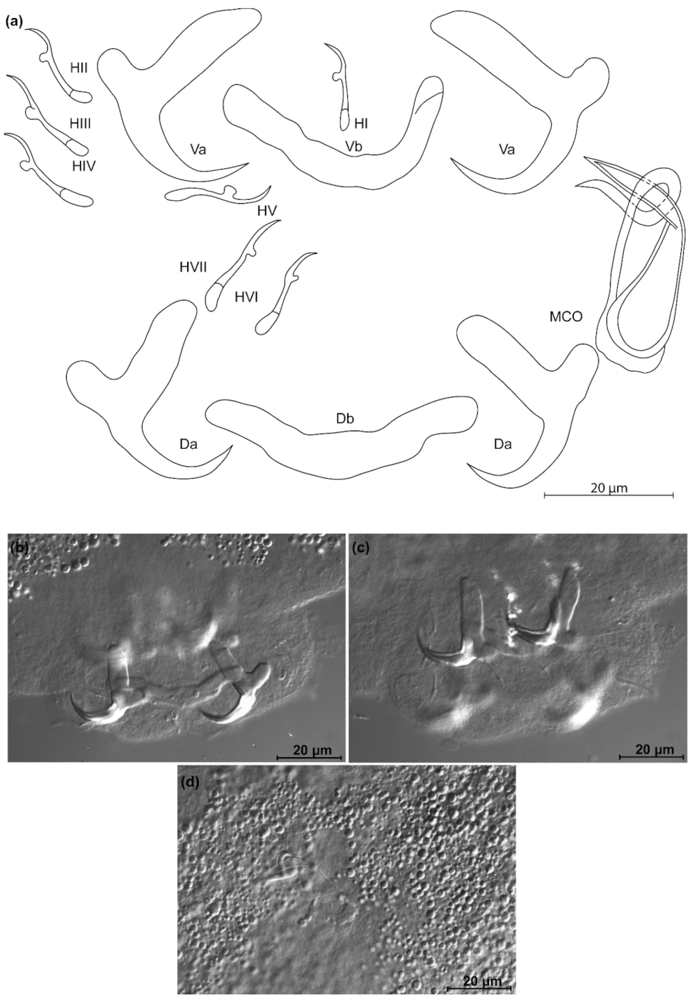 Animals 11 03578 g015