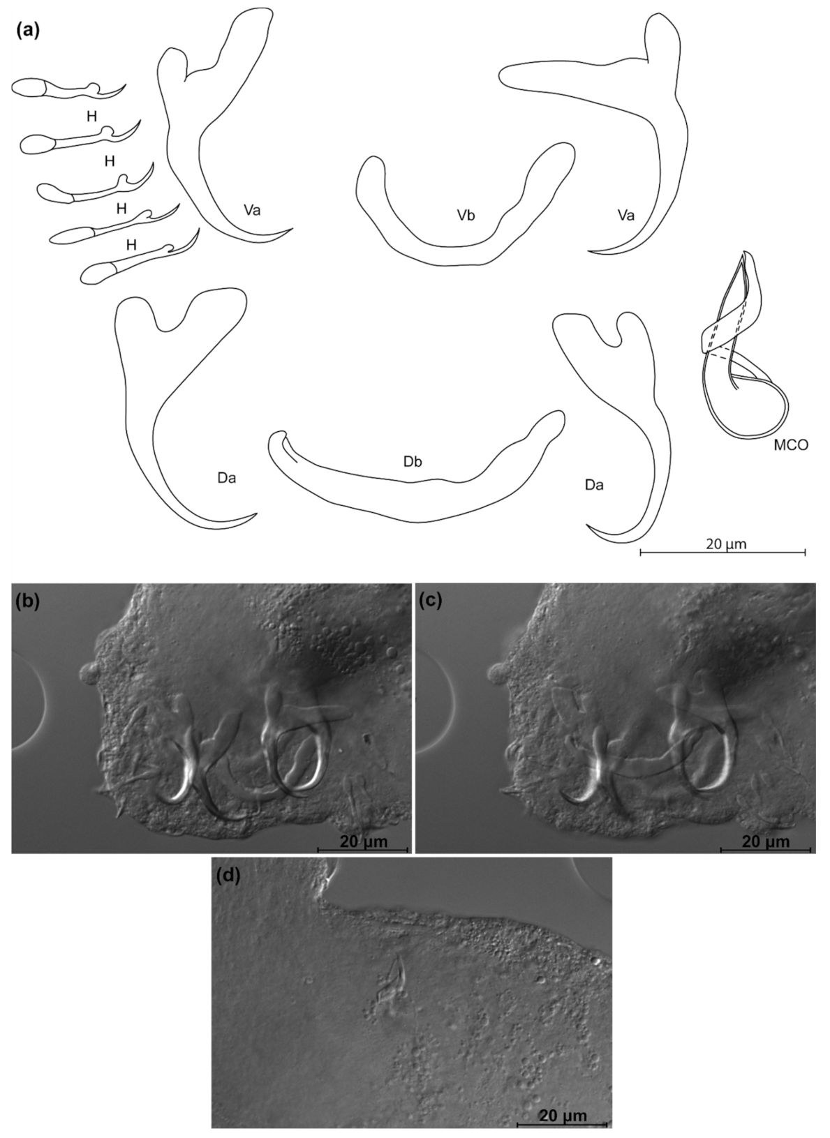 Animals 11 03578 g016