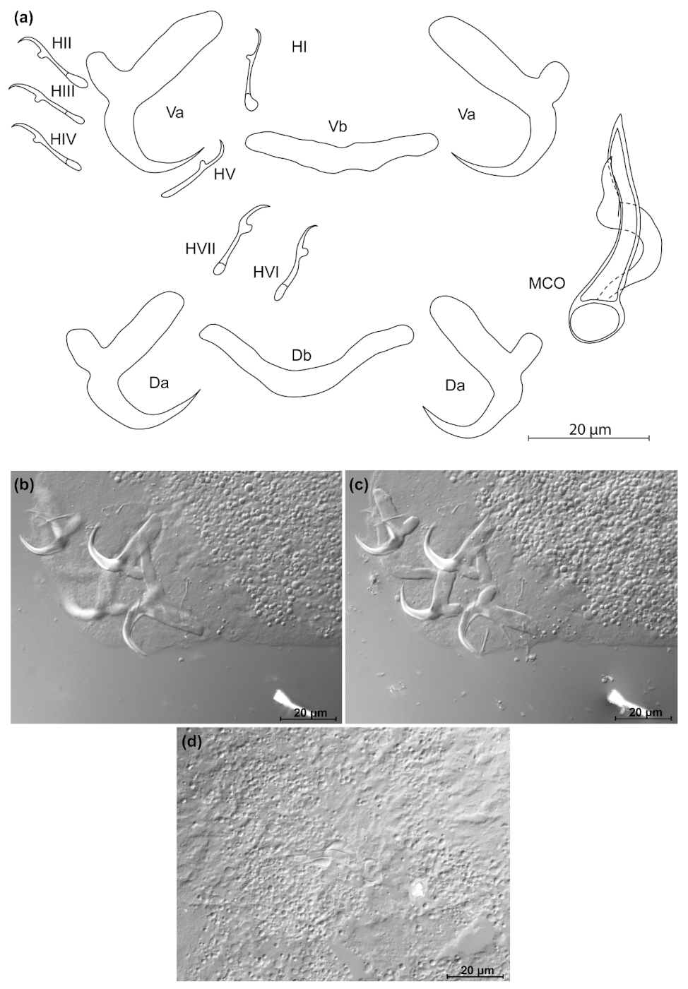 Animals 11 03578 g017
