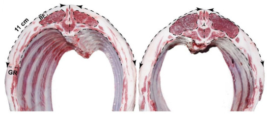 Animals 11 03584 g0a1 550