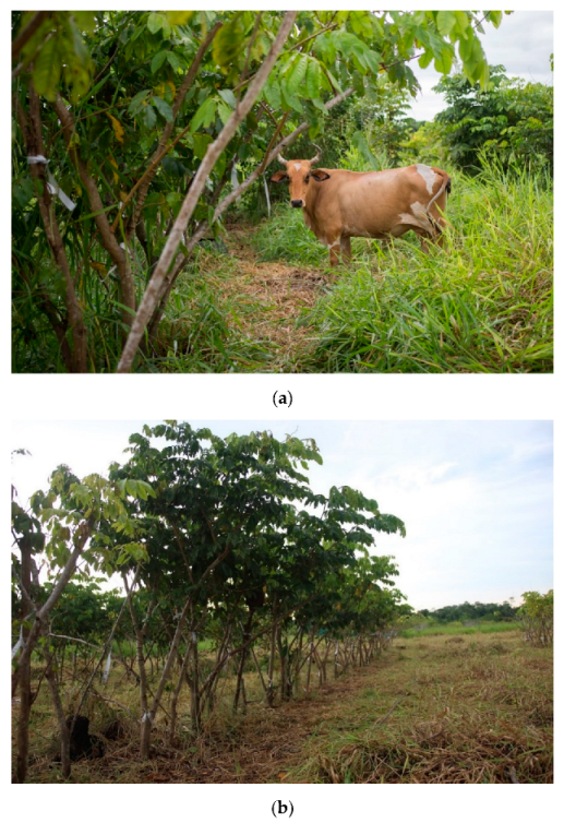 Animals 11 03585 g004