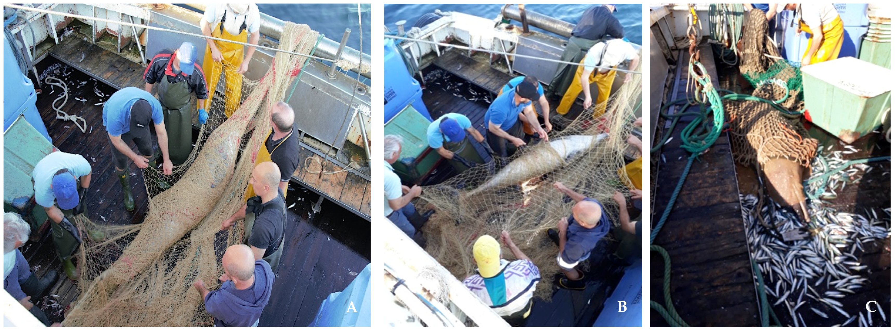 Animals 11 03593 g001