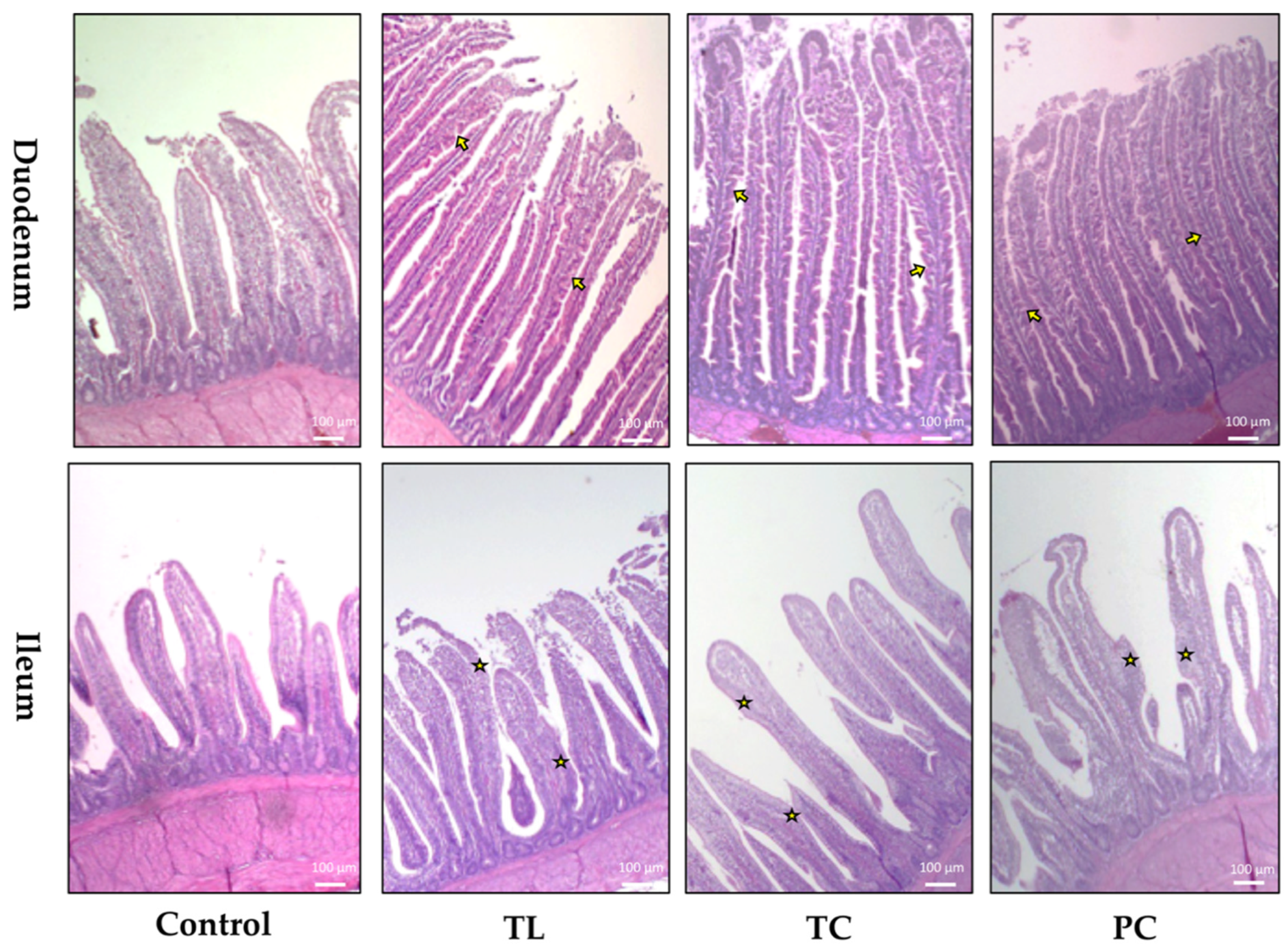 Animals 11 03601 g001