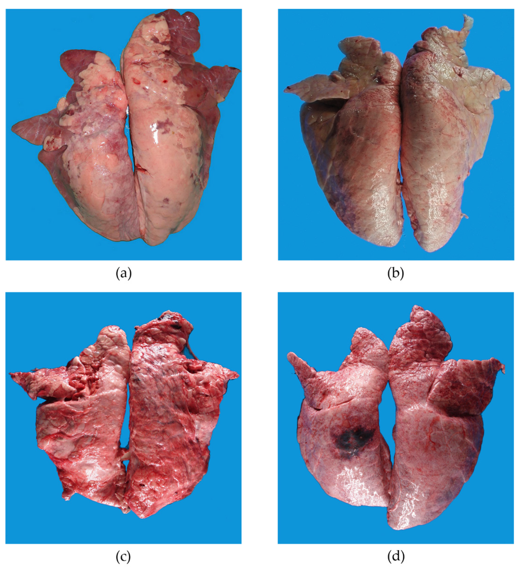 Animals 11 03604 g001