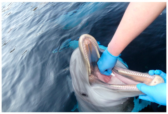 Animals 12 00022 g0a1 550