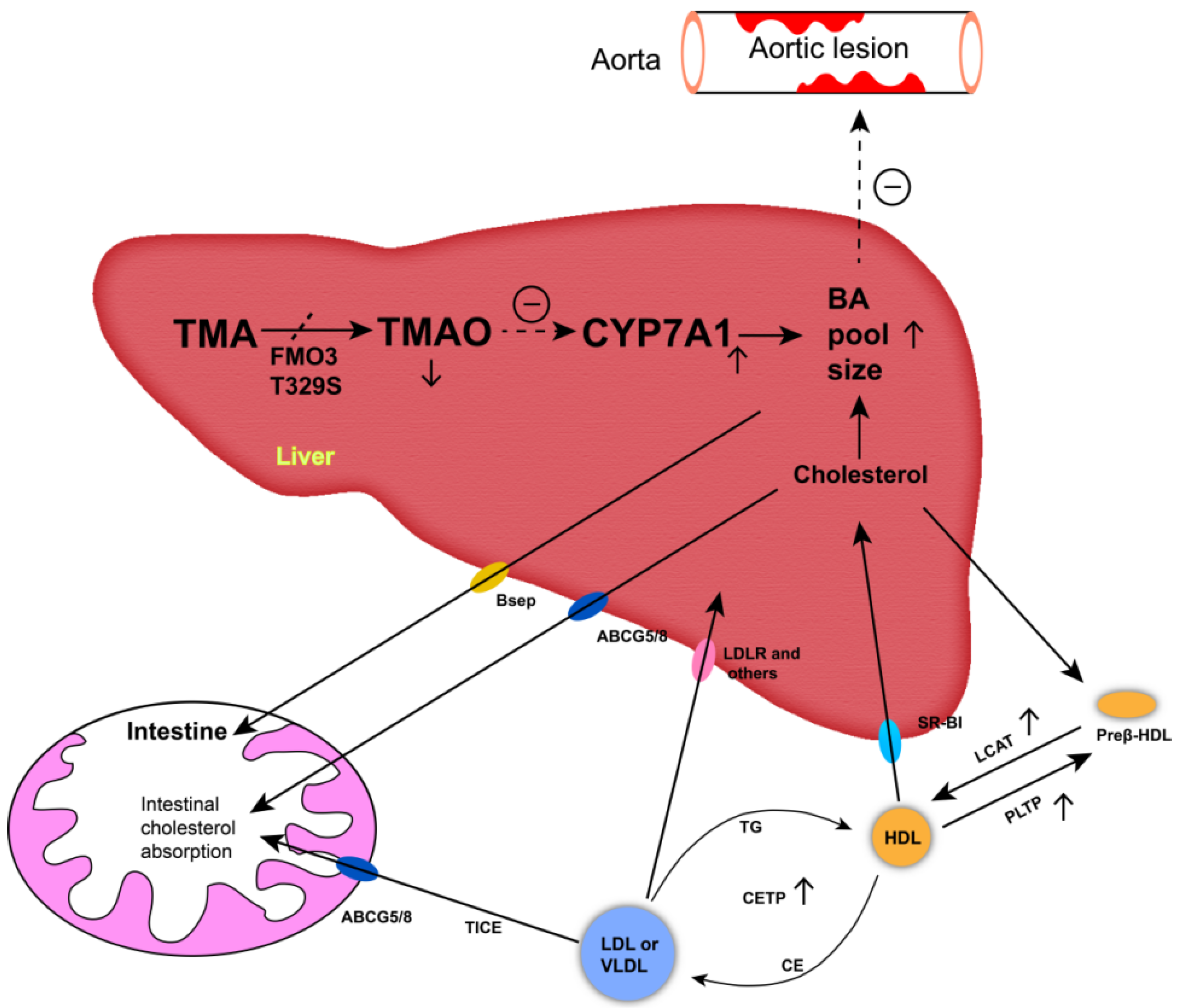 Animals 12 00048 g004