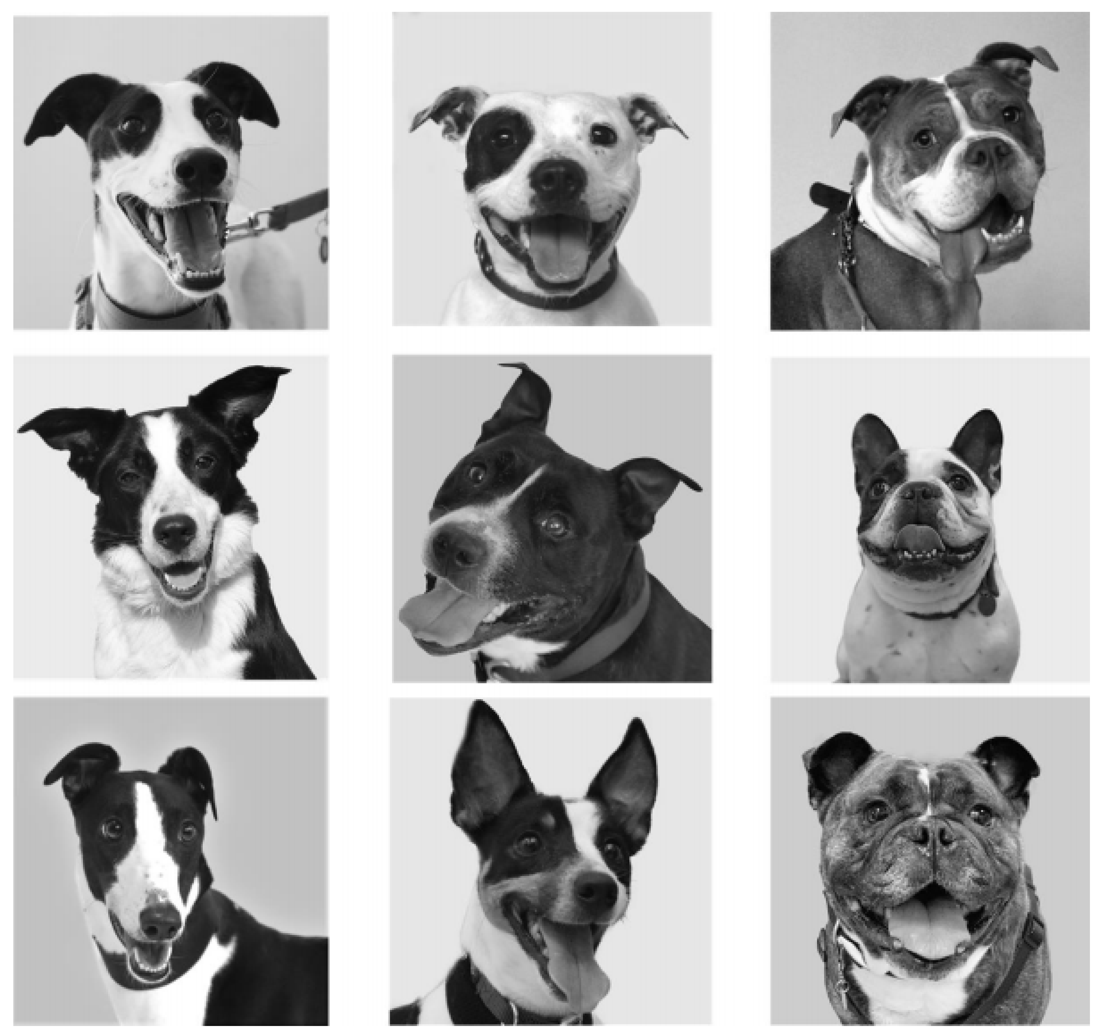 Animals 12 00049 g001