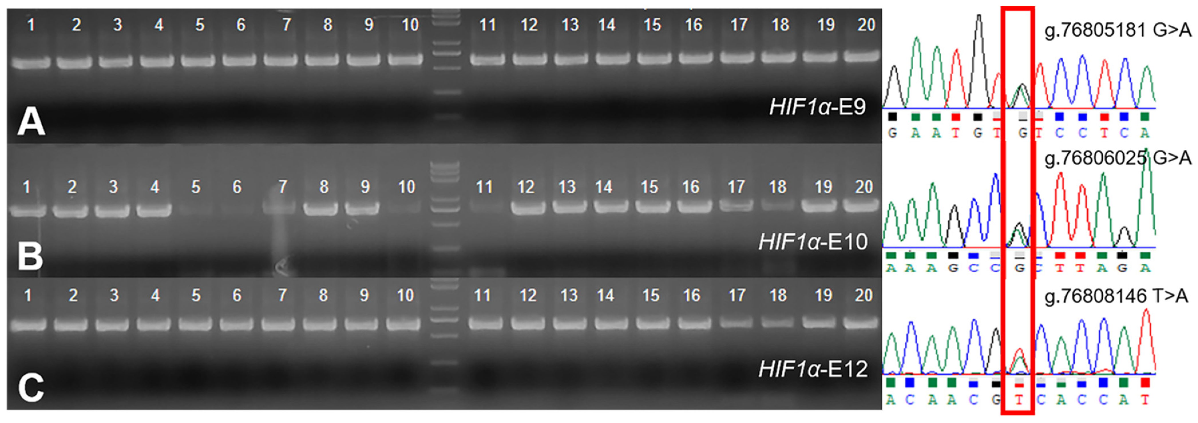 Animals 12 00058 g002