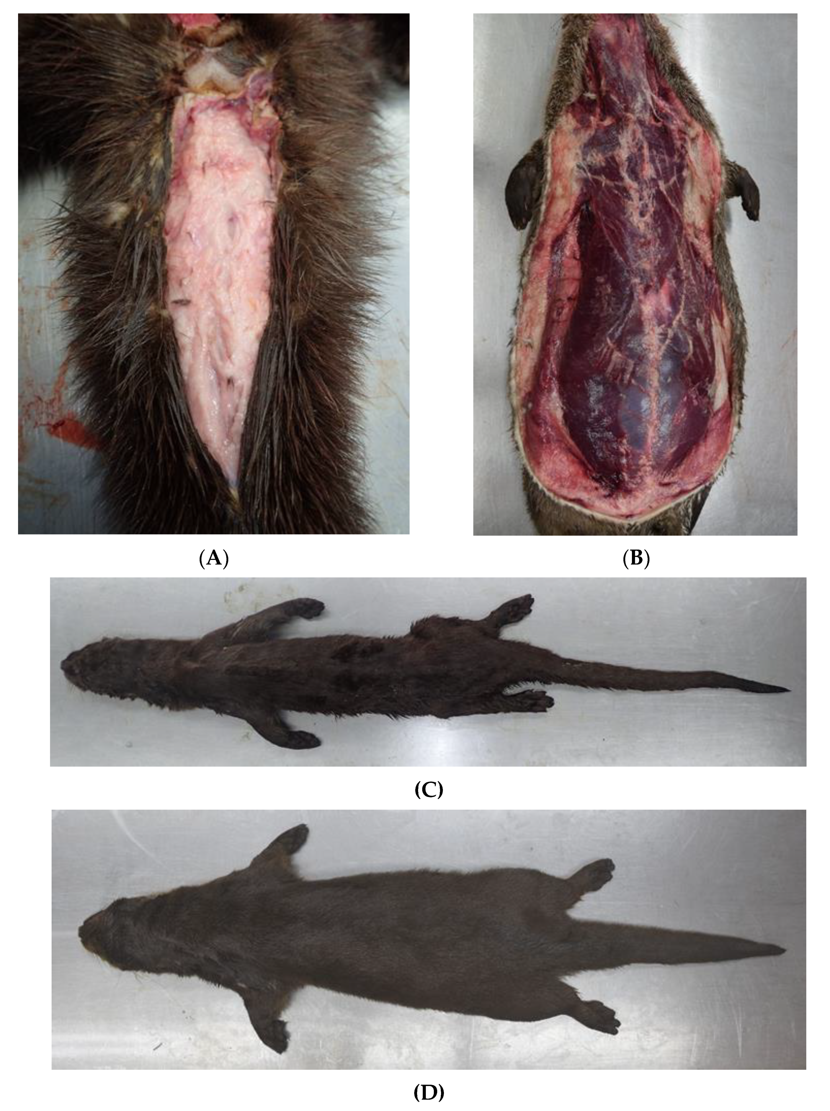 Animals 12 00059 g002