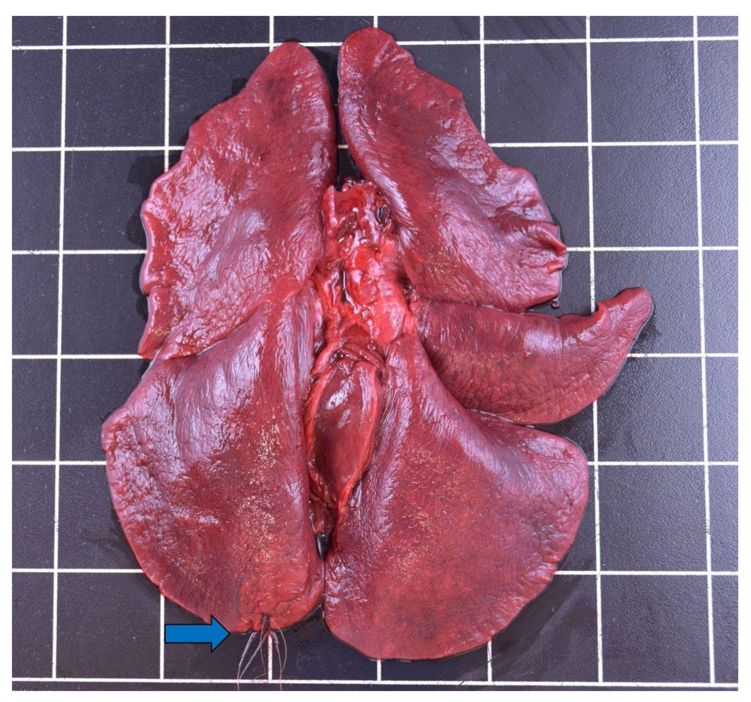 Animals 12 00059 g003