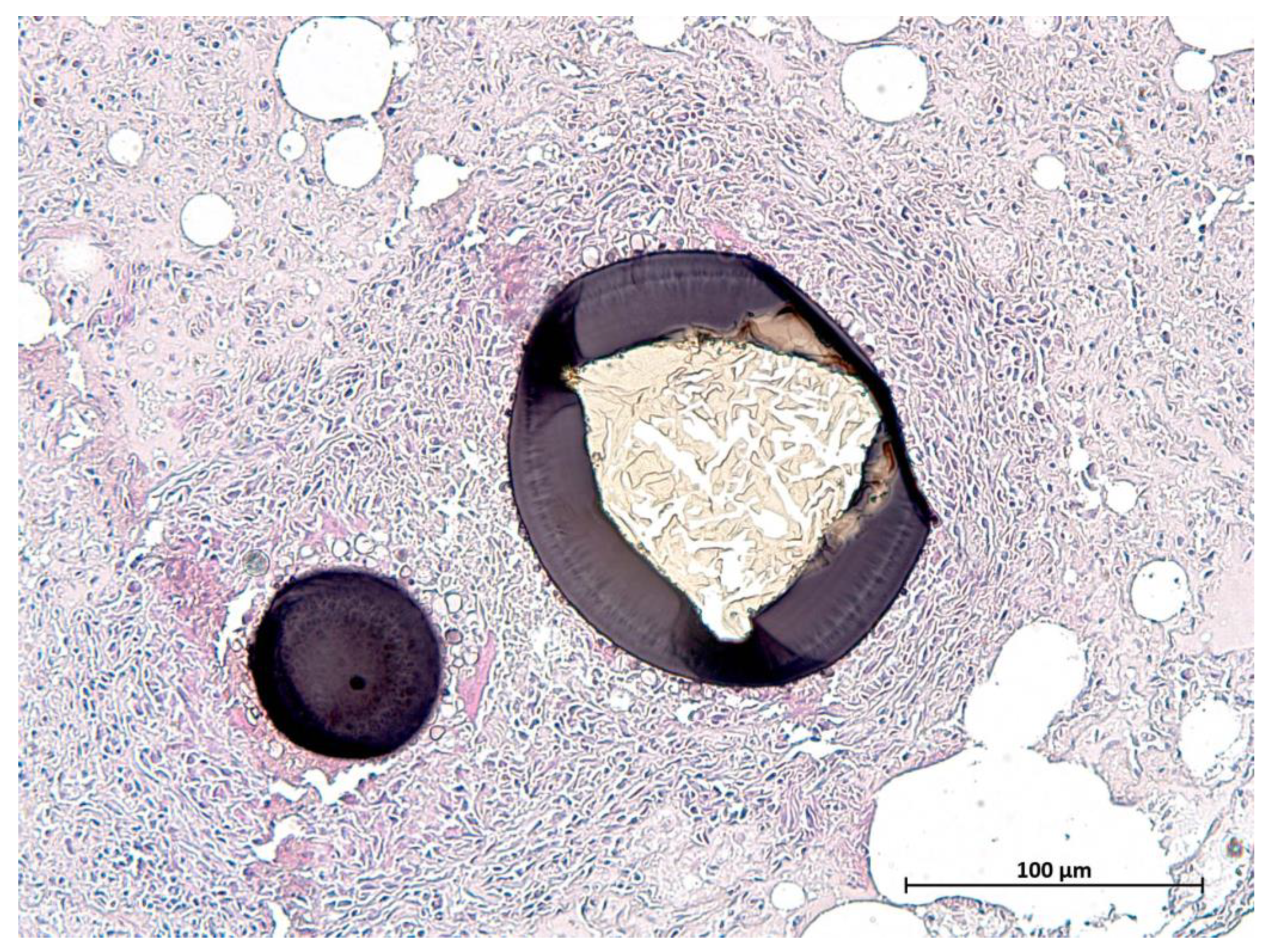 Animals 12 00059 g004