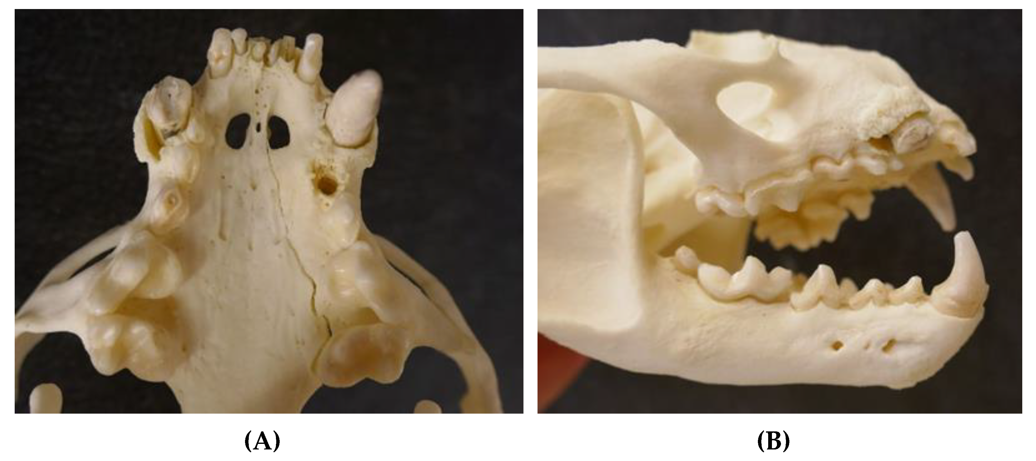 Animals 12 00059 g005