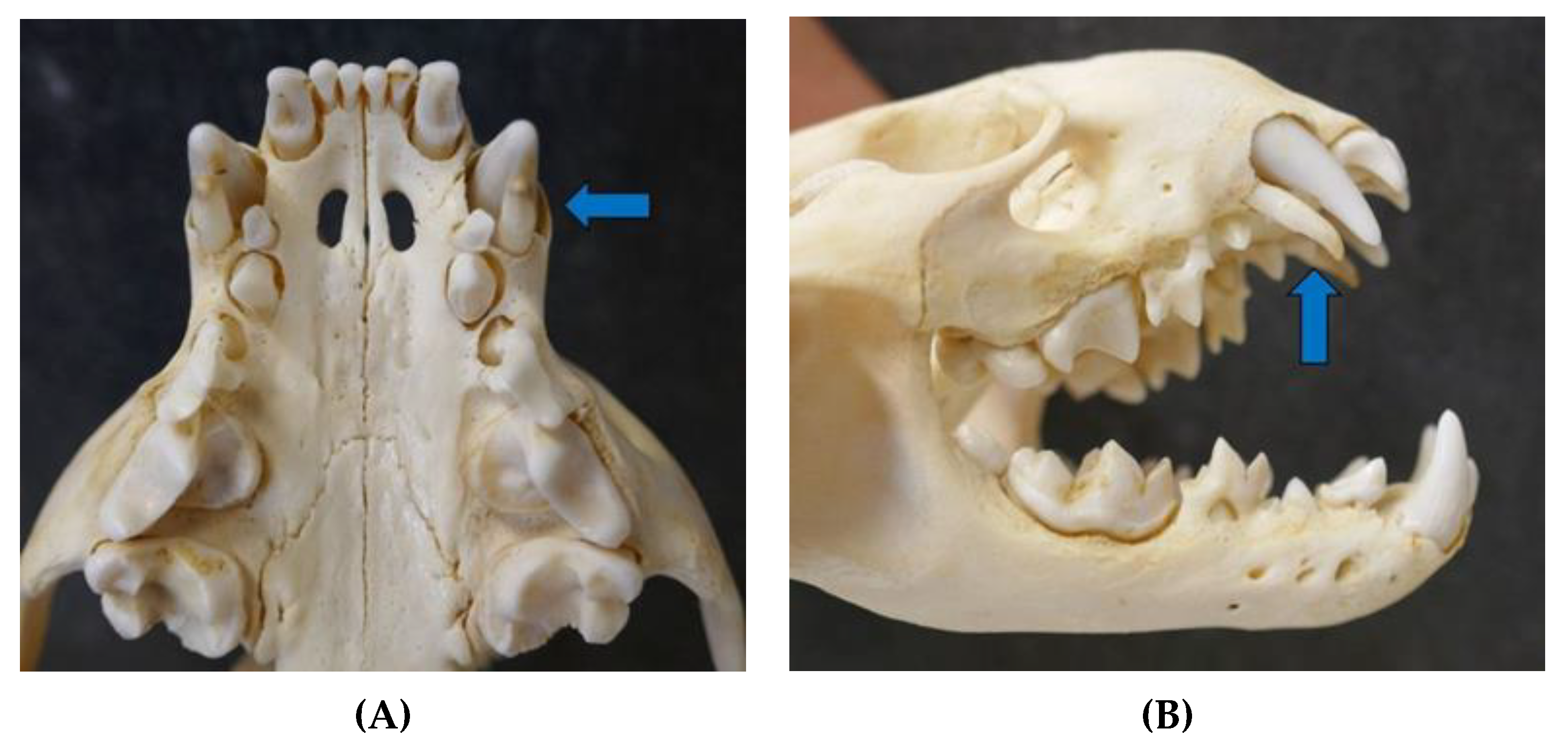 Animals 12 00059 g006