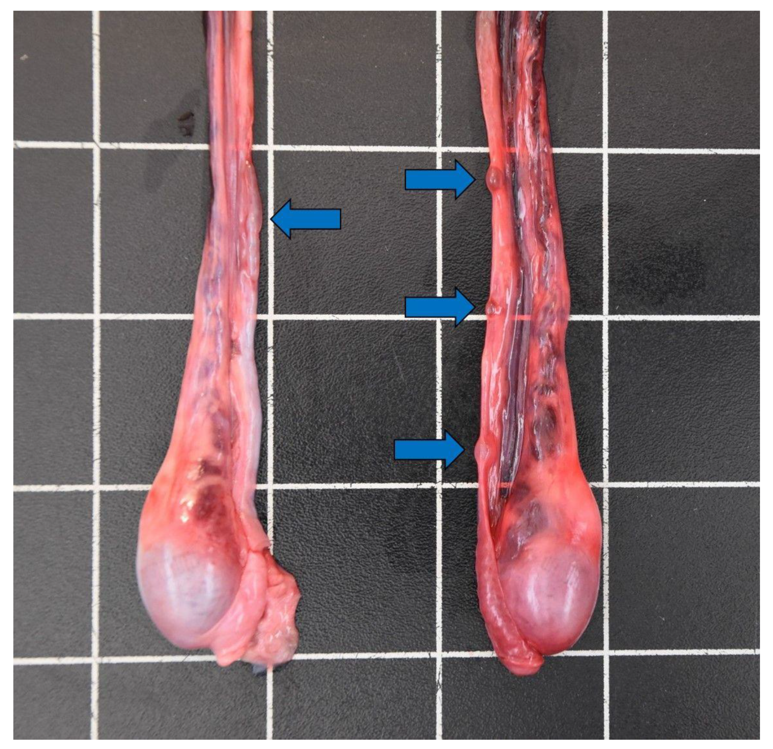 Animals 12 00059 g008