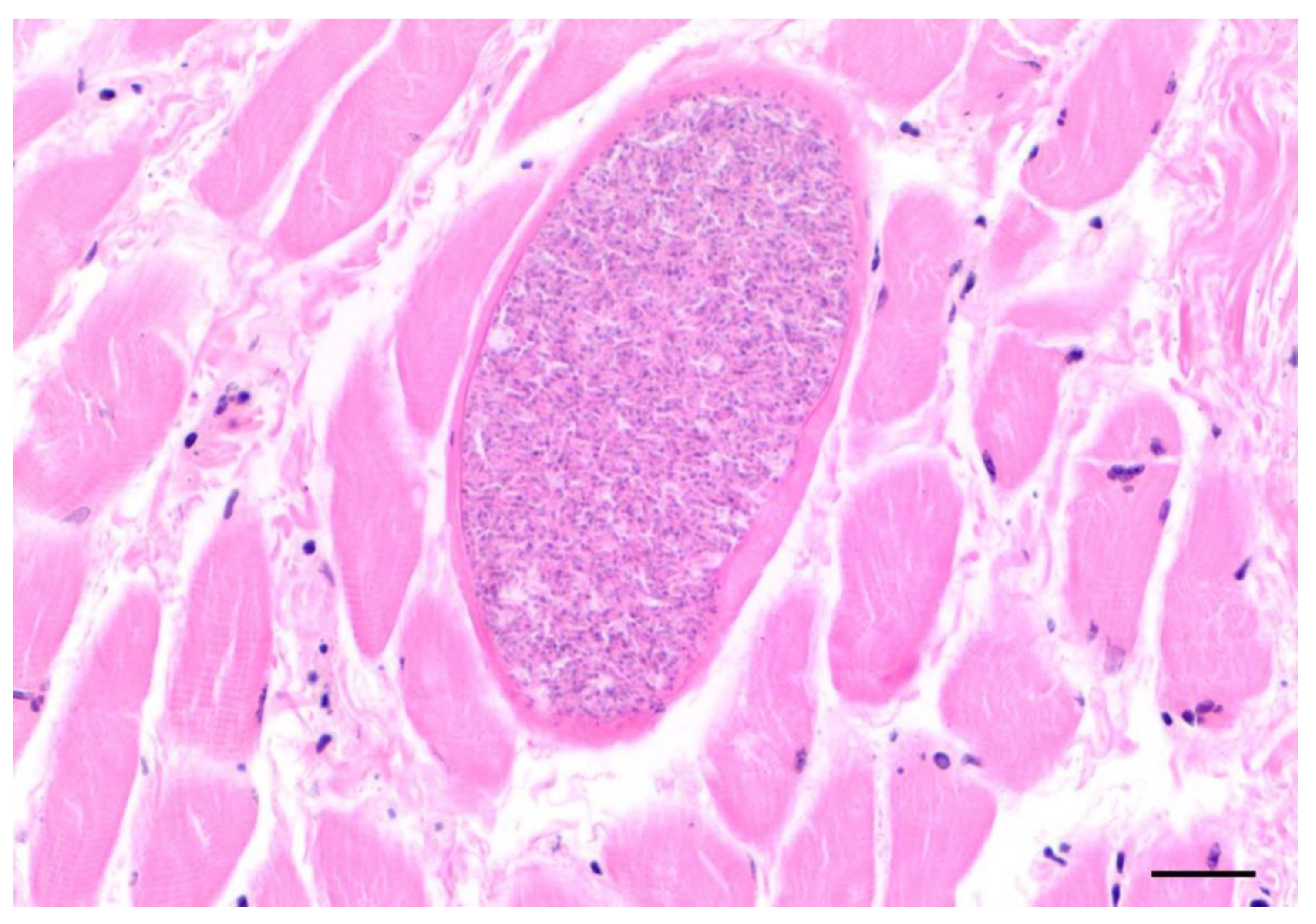 Animals 12 00059 g009