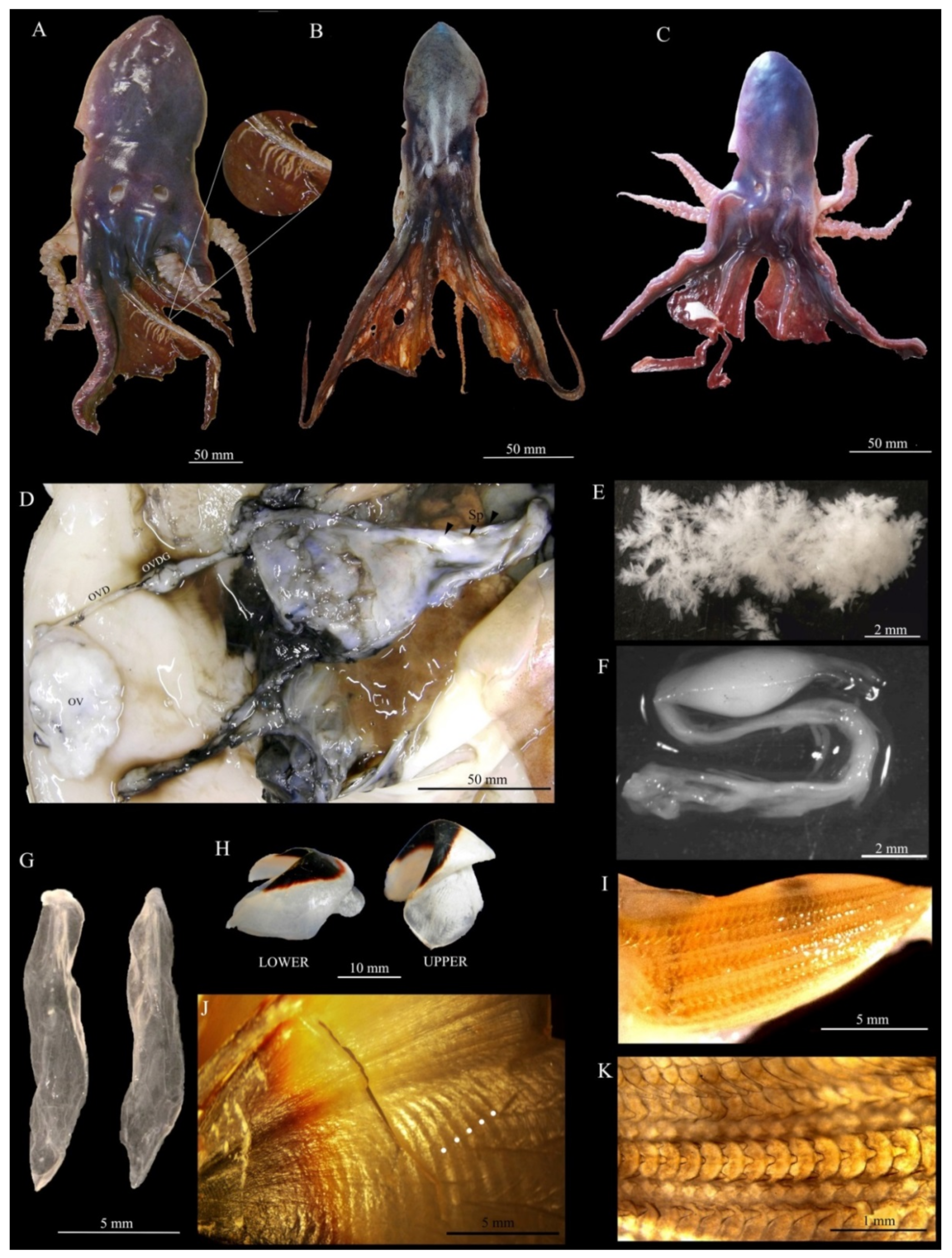 Animals 12 00080 g001 Animals 12 00080 g001