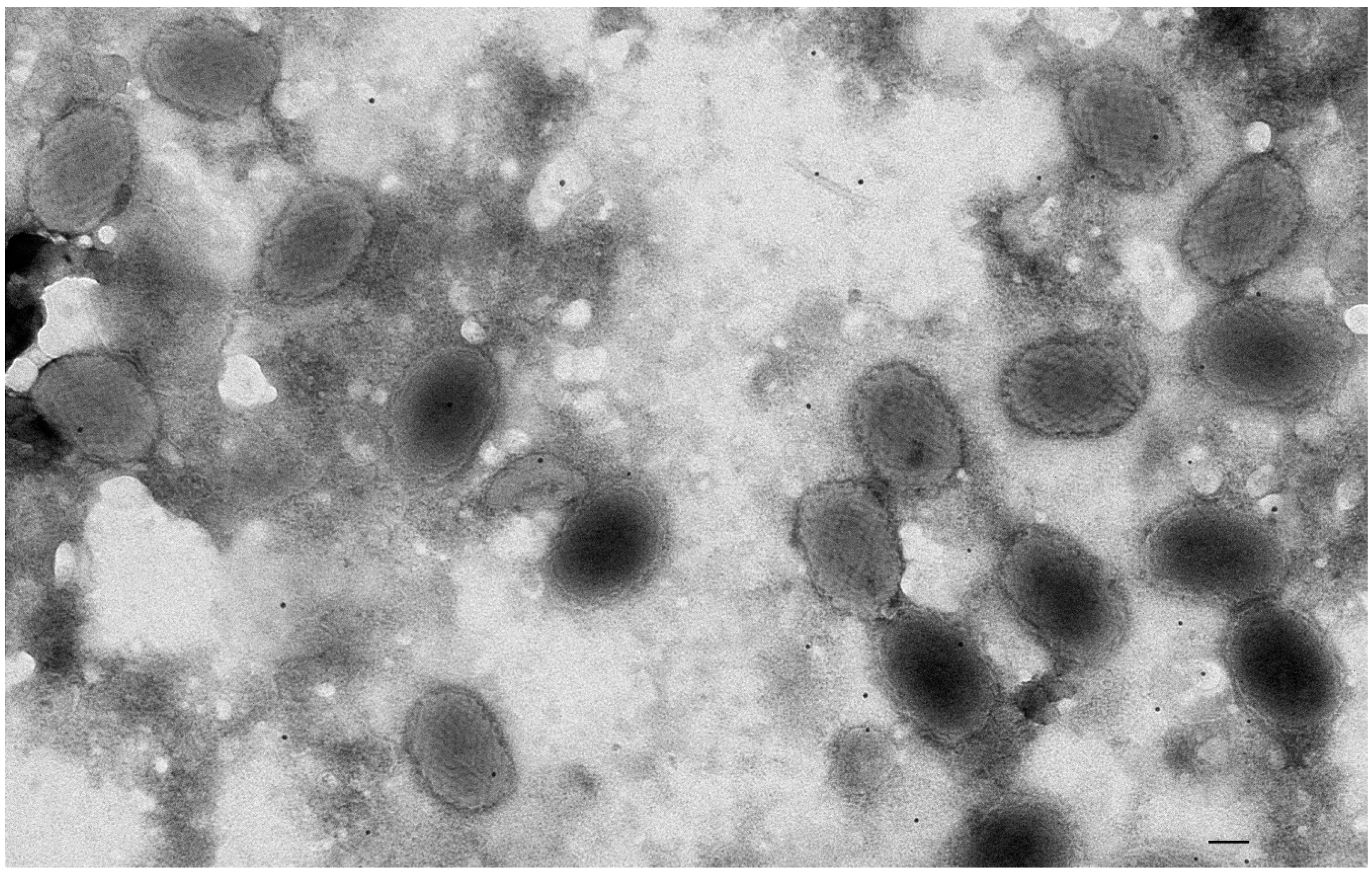 Animals 12 00099 g003 Animals 12 00099 g003